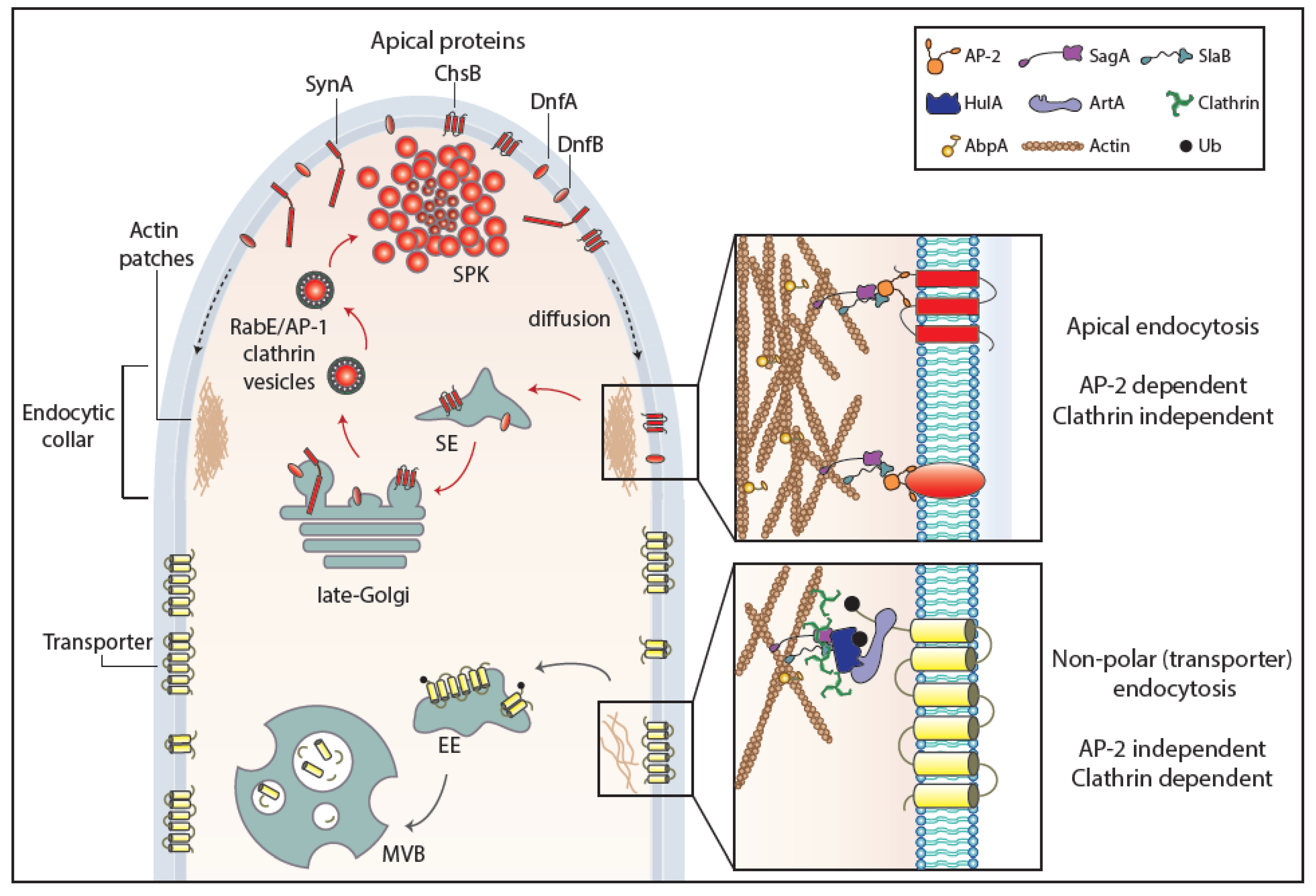 Ijms 21 05376 g003 Ijms 21 05376 g003