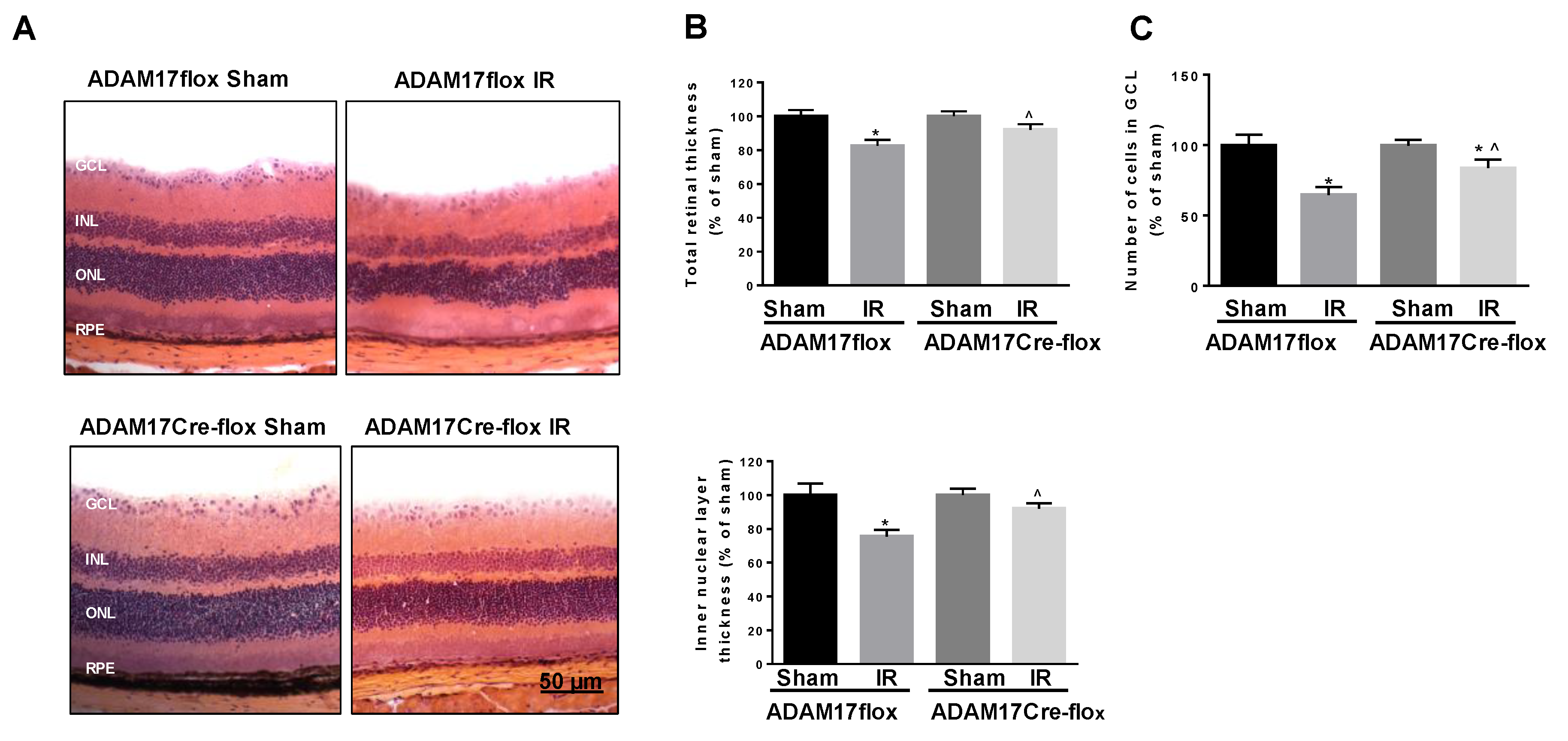 Ijms 21 05379 g003 Ijms 21 05379 g003