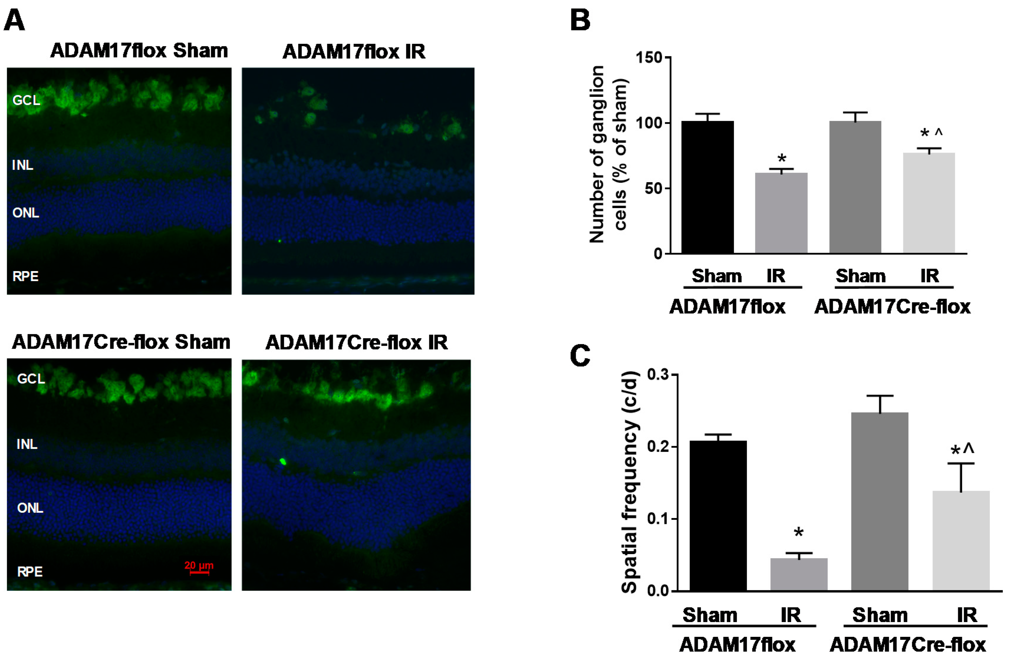 Ijms 21 05379 g004 Ijms 21 05379 g004