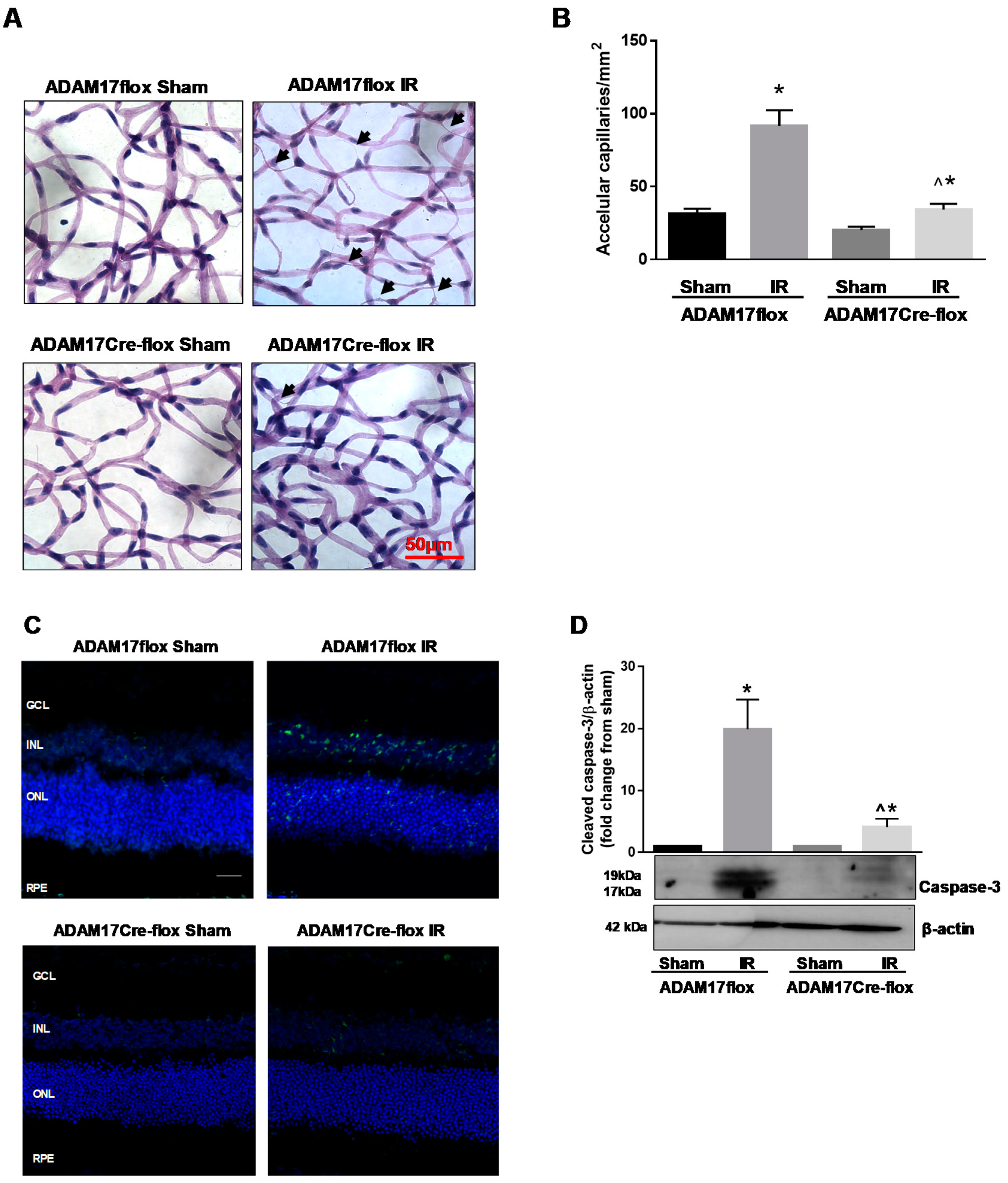 Ijms 21 05379 g005 Ijms 21 05379 g005