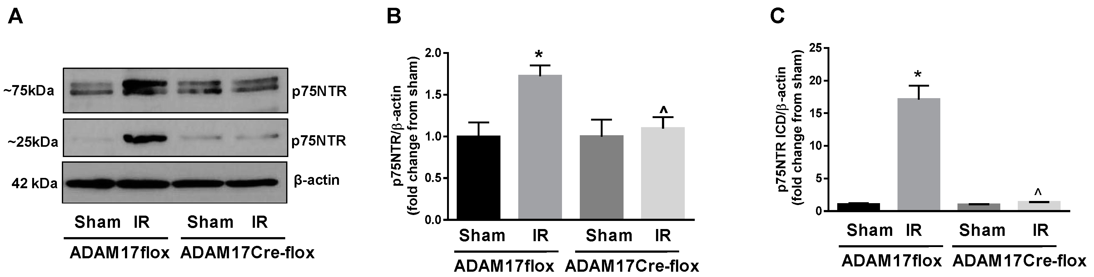 Ijms 21 05379 g008 Ijms 21 05379 g008