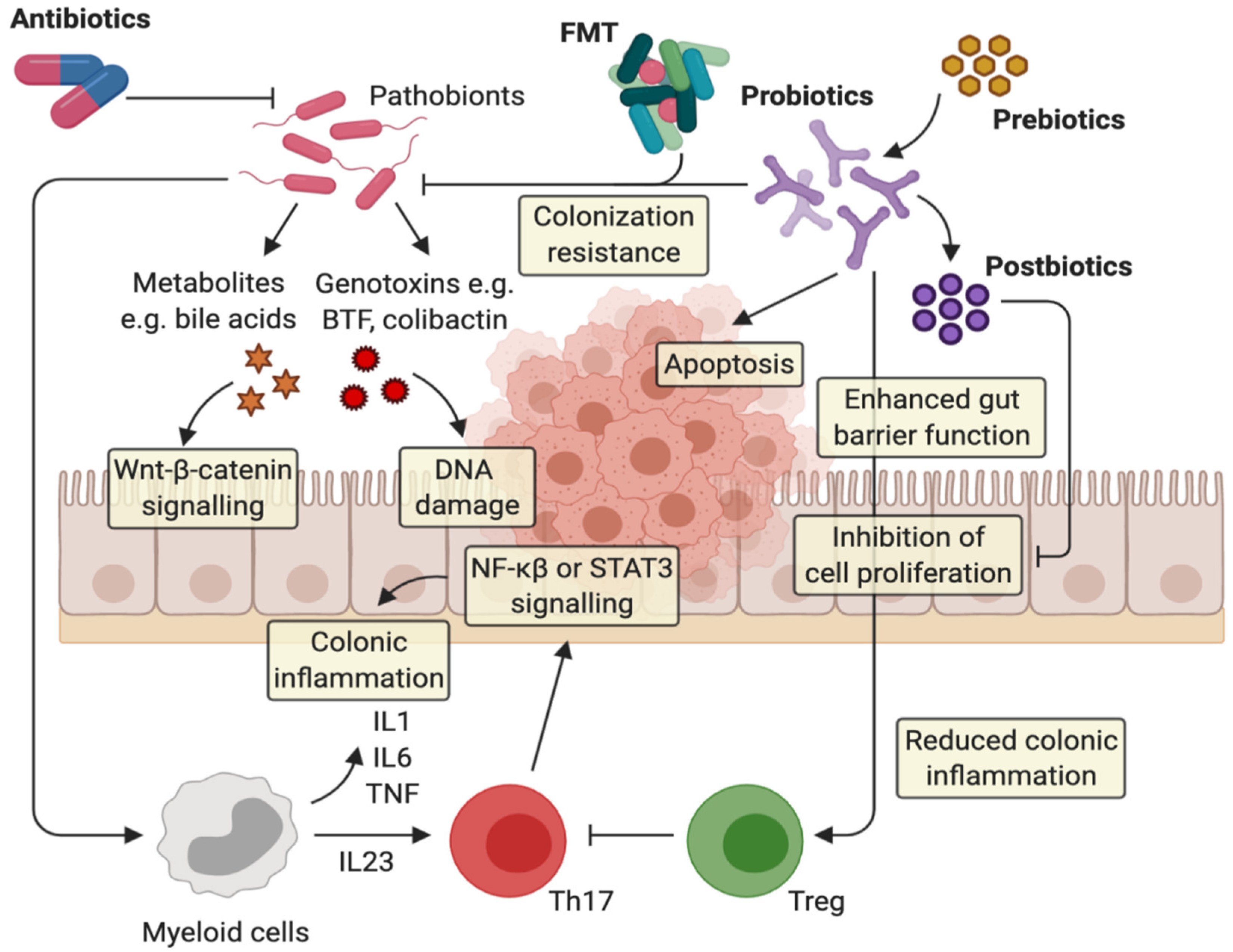 Ijms Free Full Text Gut Microbiota Manipulation As A Tool For