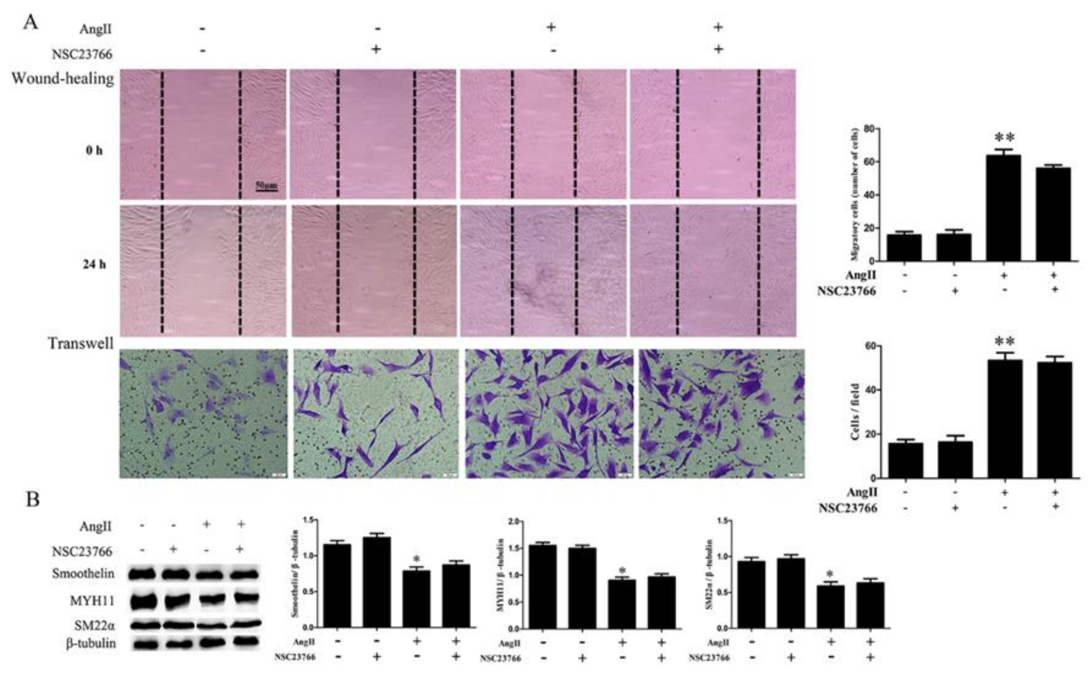 Ijms 21 05398 g005 Ijms 21 05398 g005