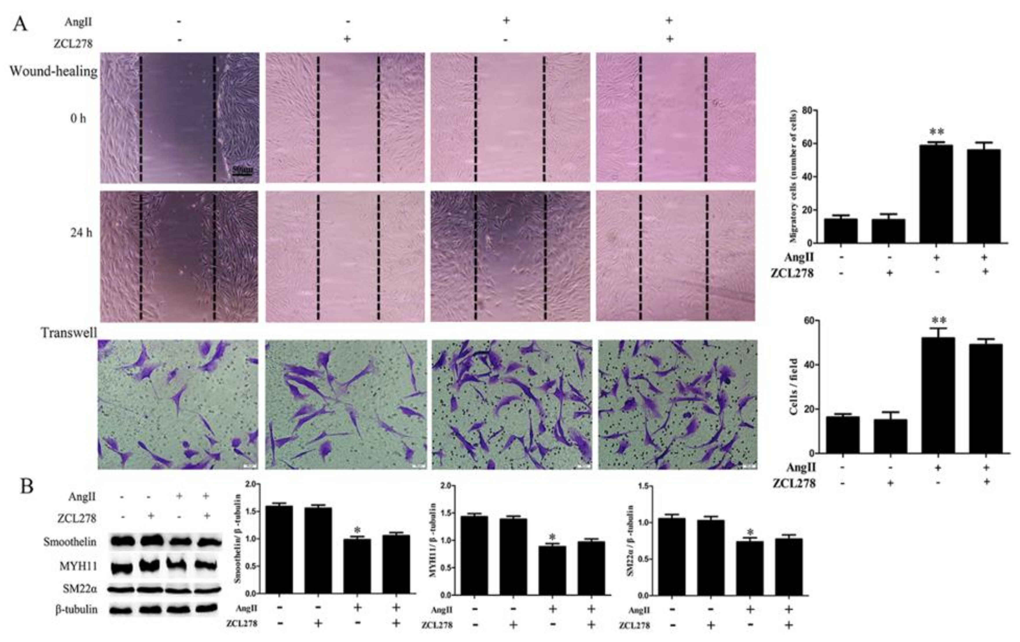 Ijms 21 05398 g006 Ijms 21 05398 g006