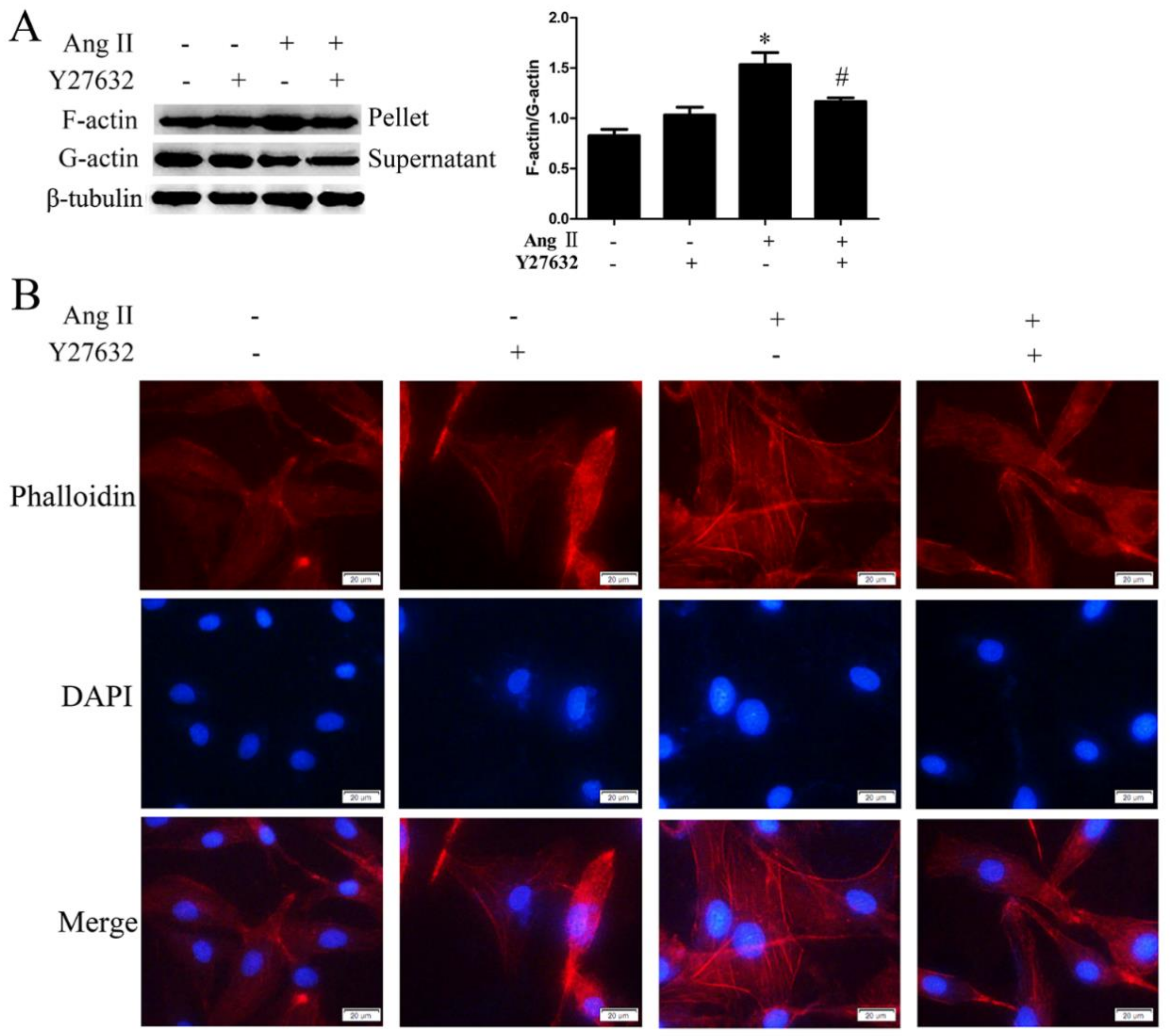Ijms 21 05398 g008 Ijms 21 05398 g008
