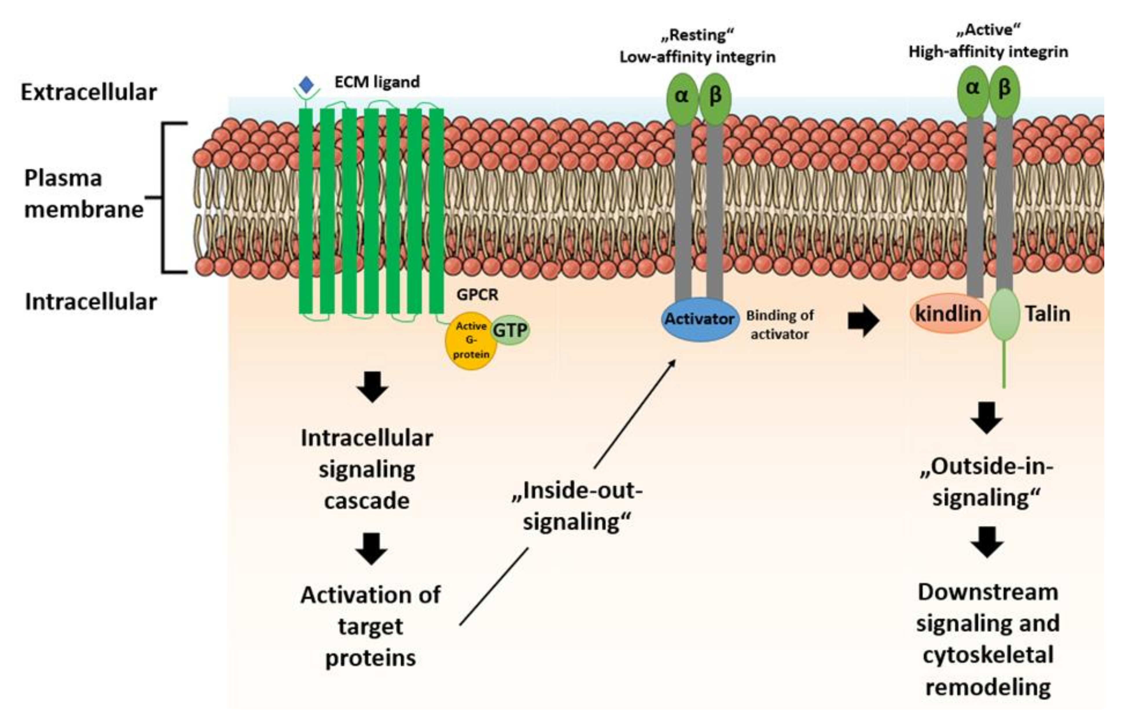 Ijms 21 05399 g001 Ijms 21 05399 g001