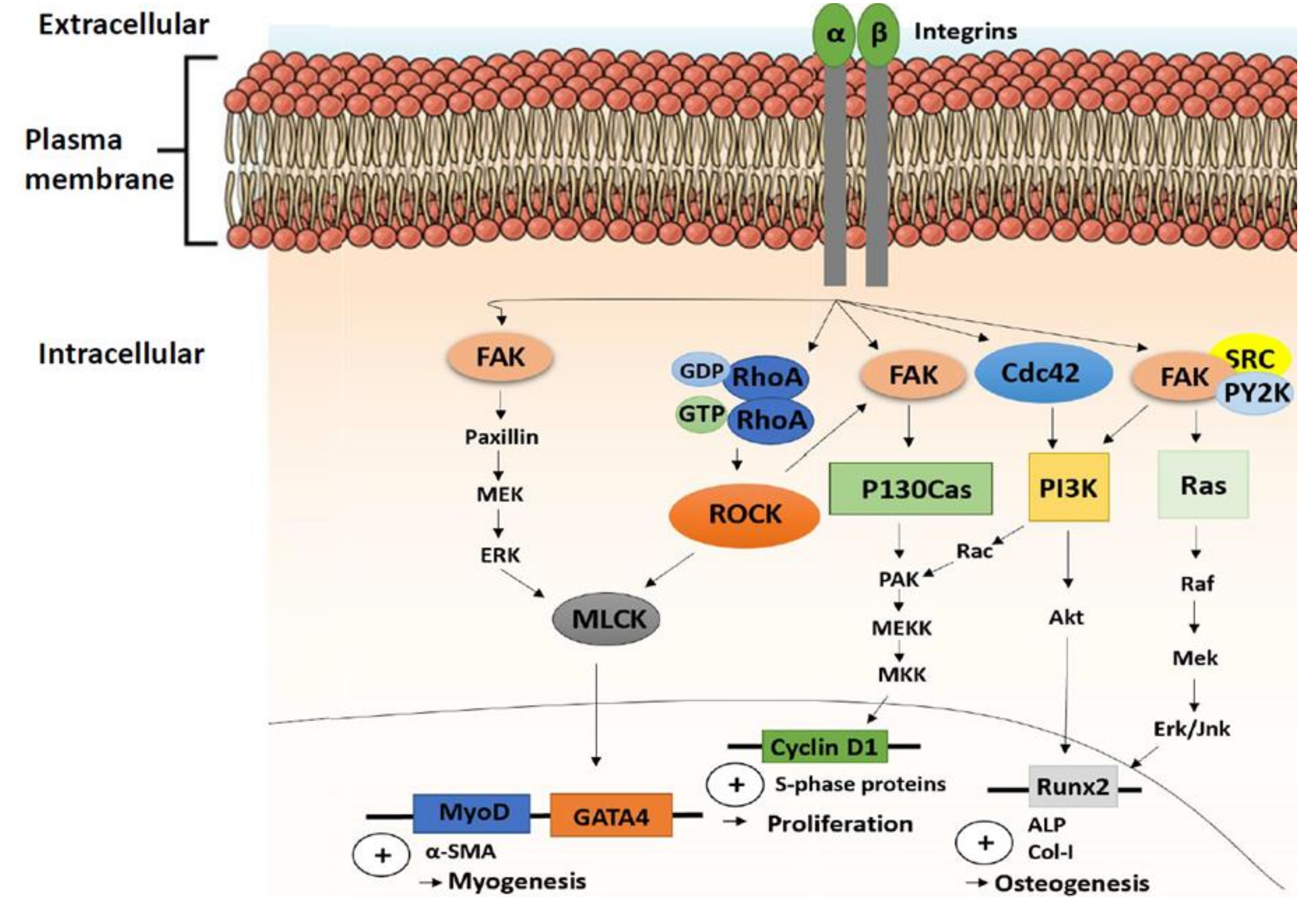Ijms 21 05399 g002 Ijms 21 05399 g002