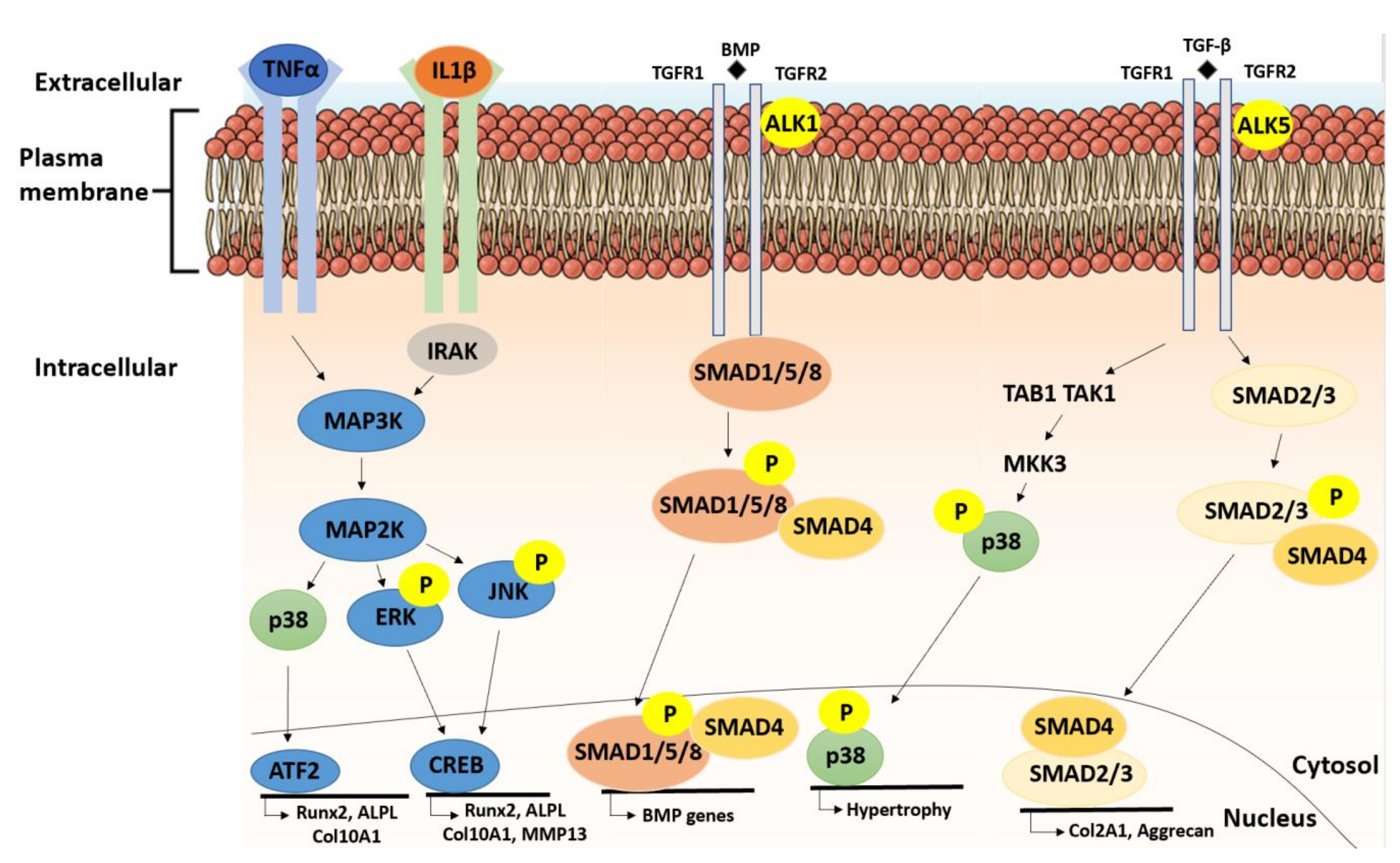 Ijms 21 05399 g003 Ijms 21 05399 g003