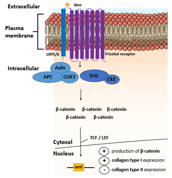Ijms 21 05399 g004 Ijms 21 05399 g004