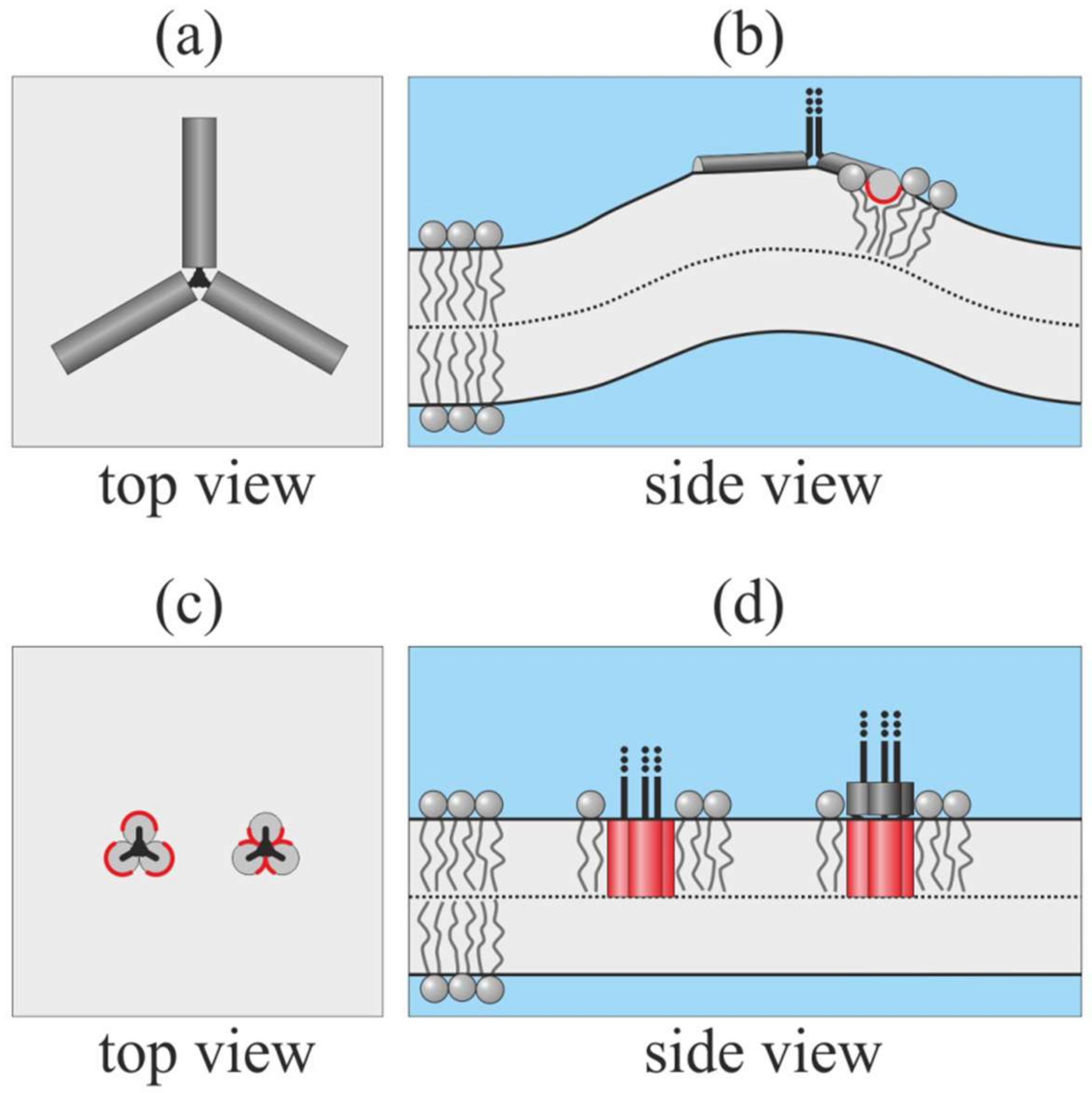 Ijms 21 05411 g001 Ijms 21 05411 g001