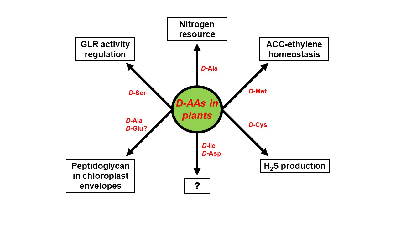 IJMS Free FullText dAmino Acids in Plants Sources, Metabolism