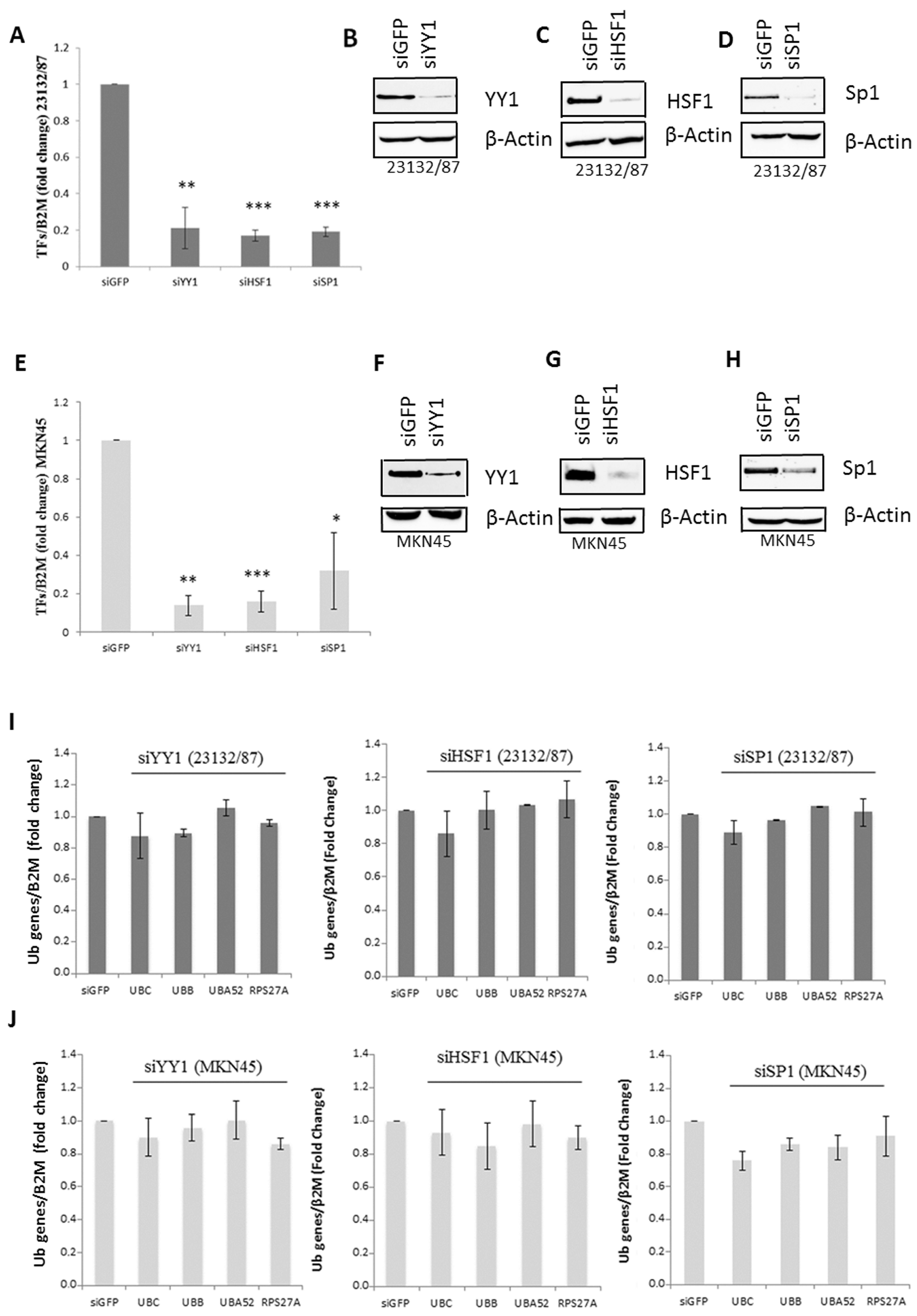 Ijms 21 05435 g003 Ijms 21 05435 g003
