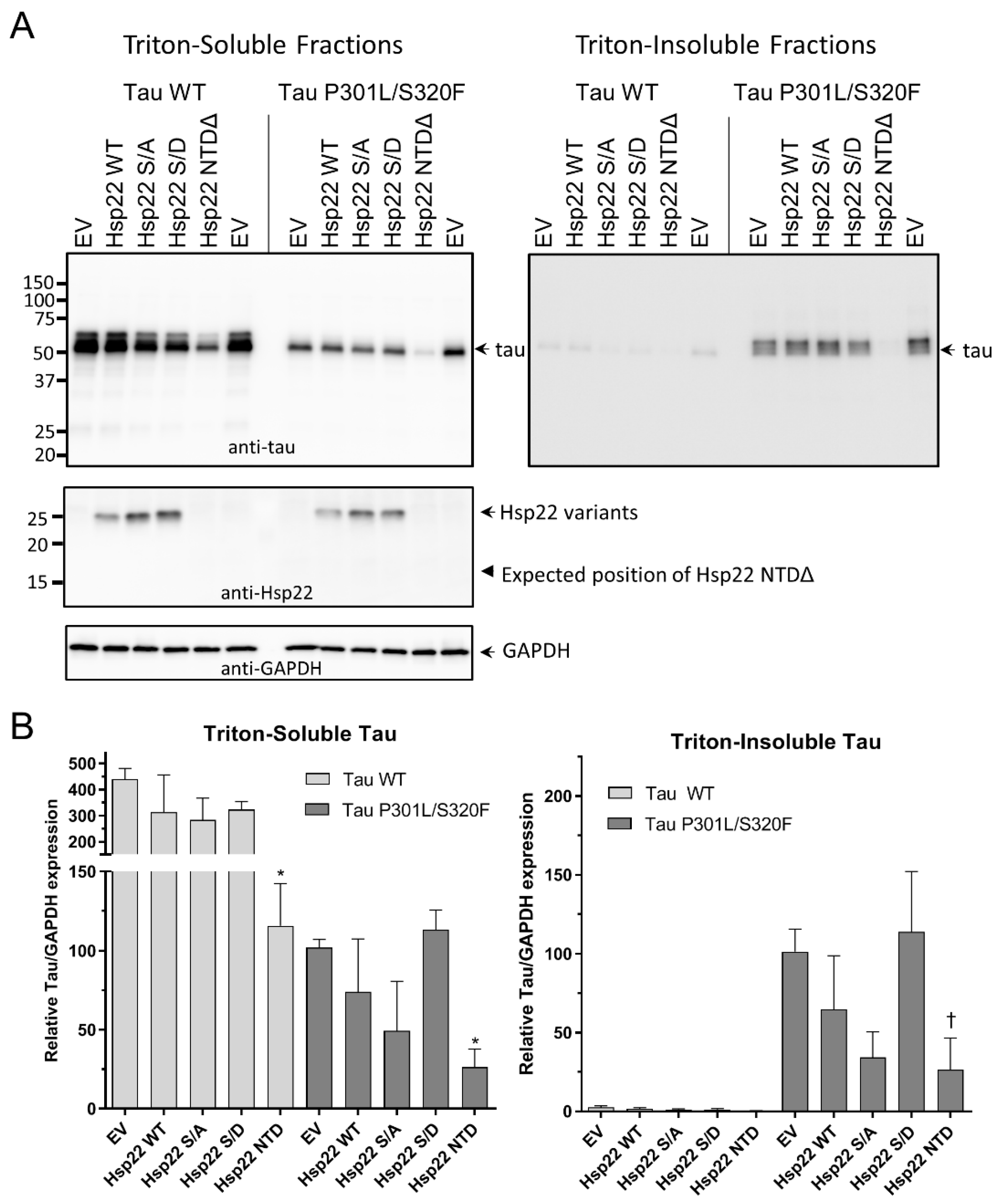 Ijms 21 05442 g005 Ijms 21 05442 g005