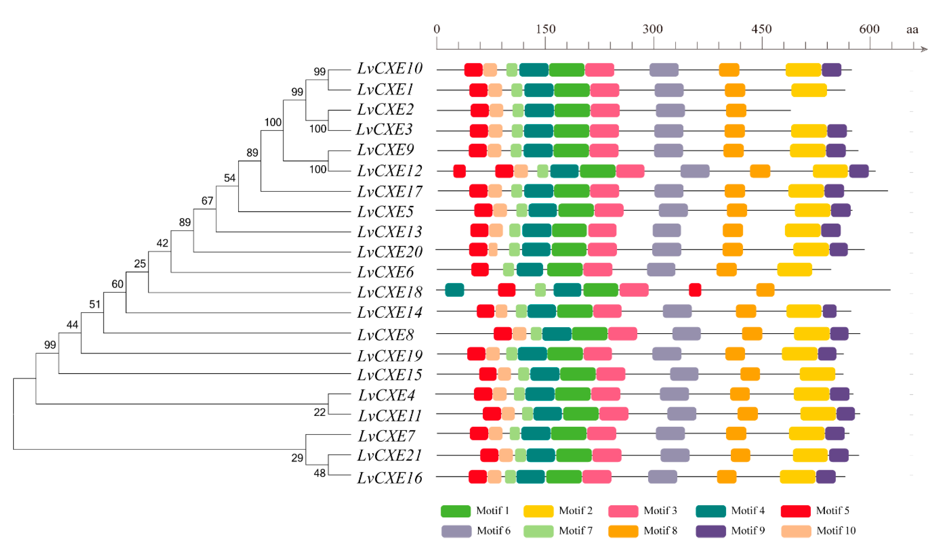 Ijms 21 05444 g002 Ijms 21 05444 g002
