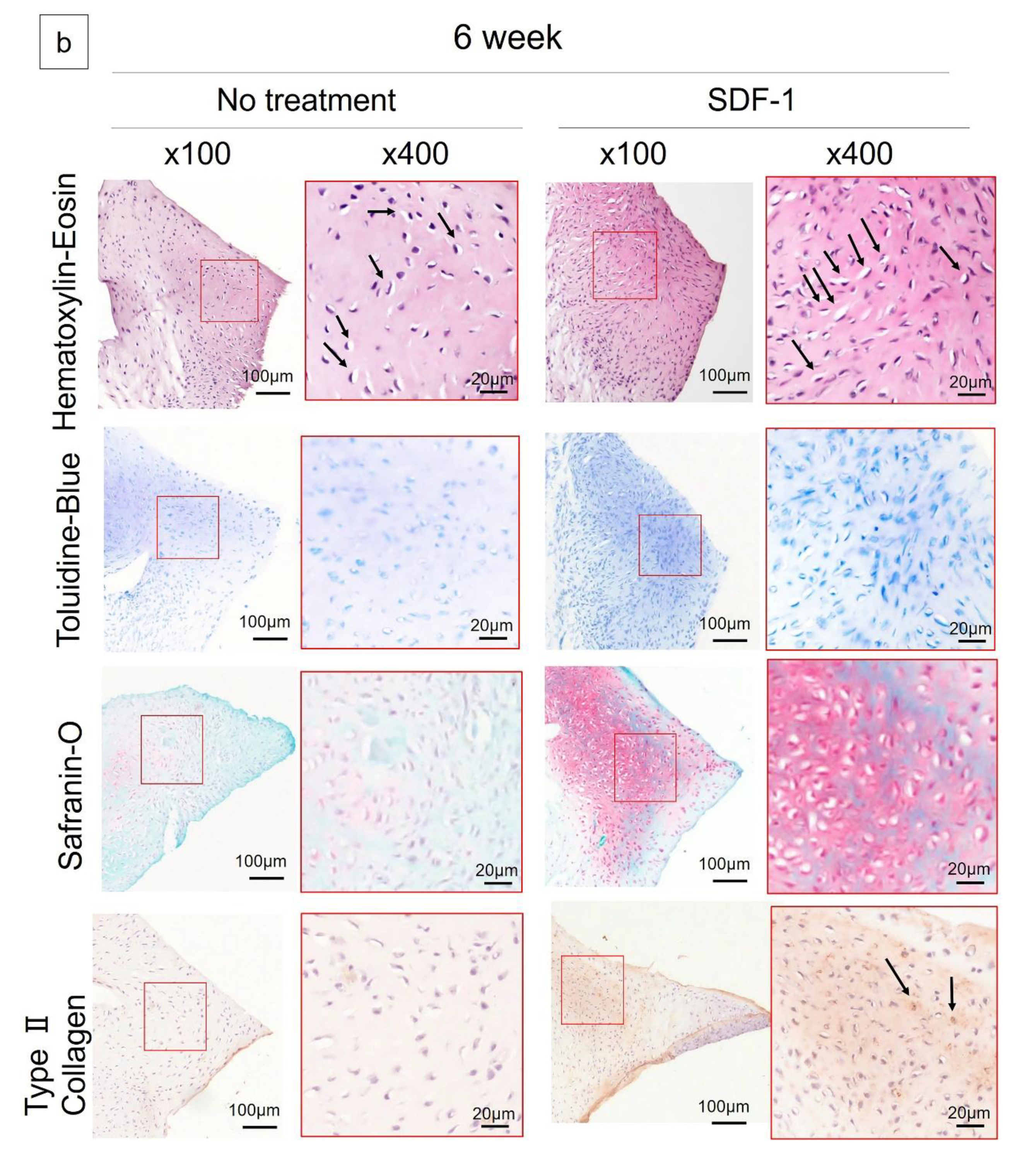 Ijms 21 05454 g002b Ijms 21 05454 g002b