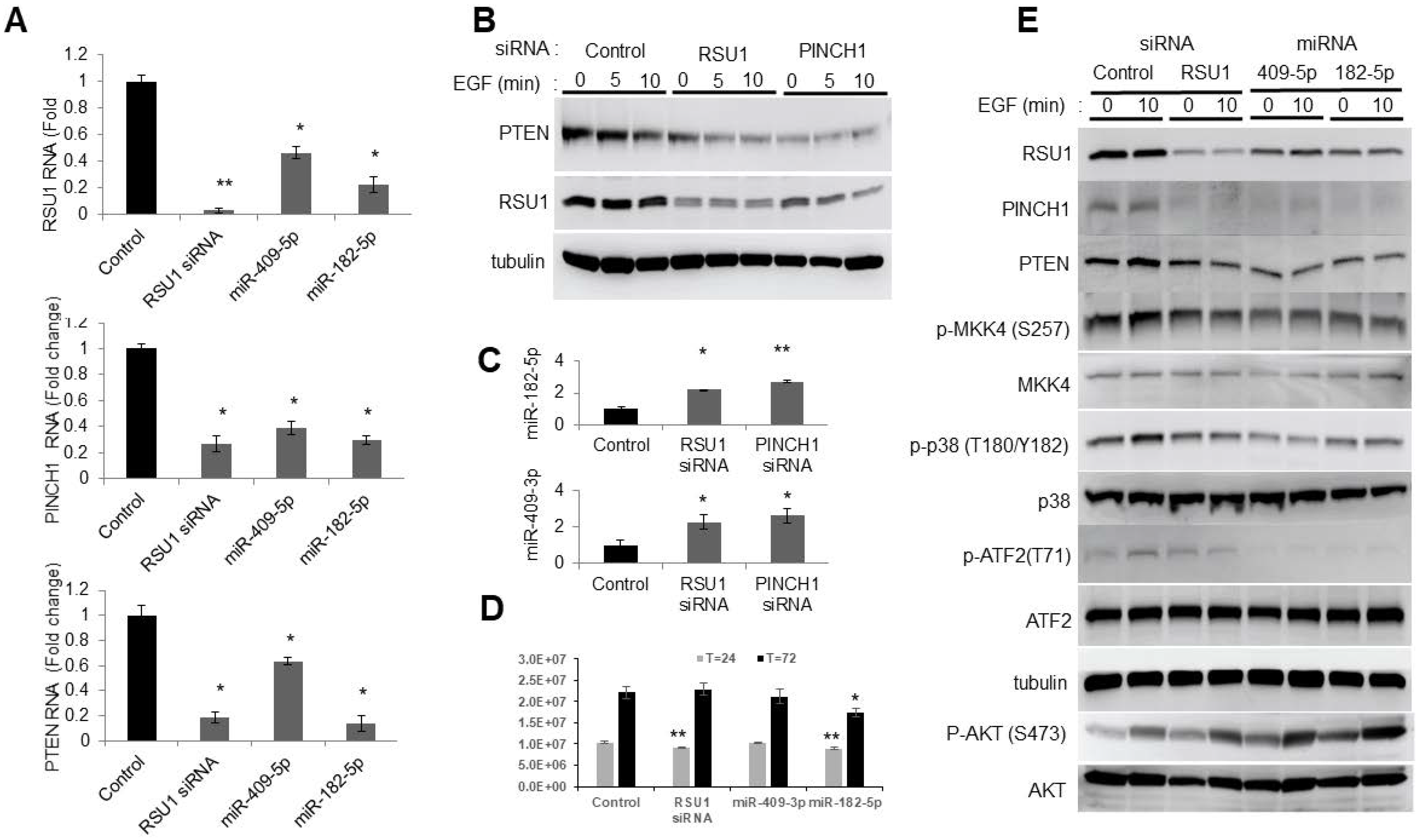 Ijms 21 05458 g003 Ijms 21 05458 g003