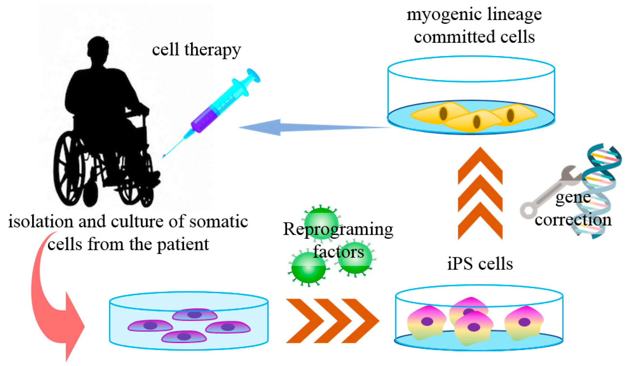 Ijms 21 05467 g002 Ijms 21 05467 g002