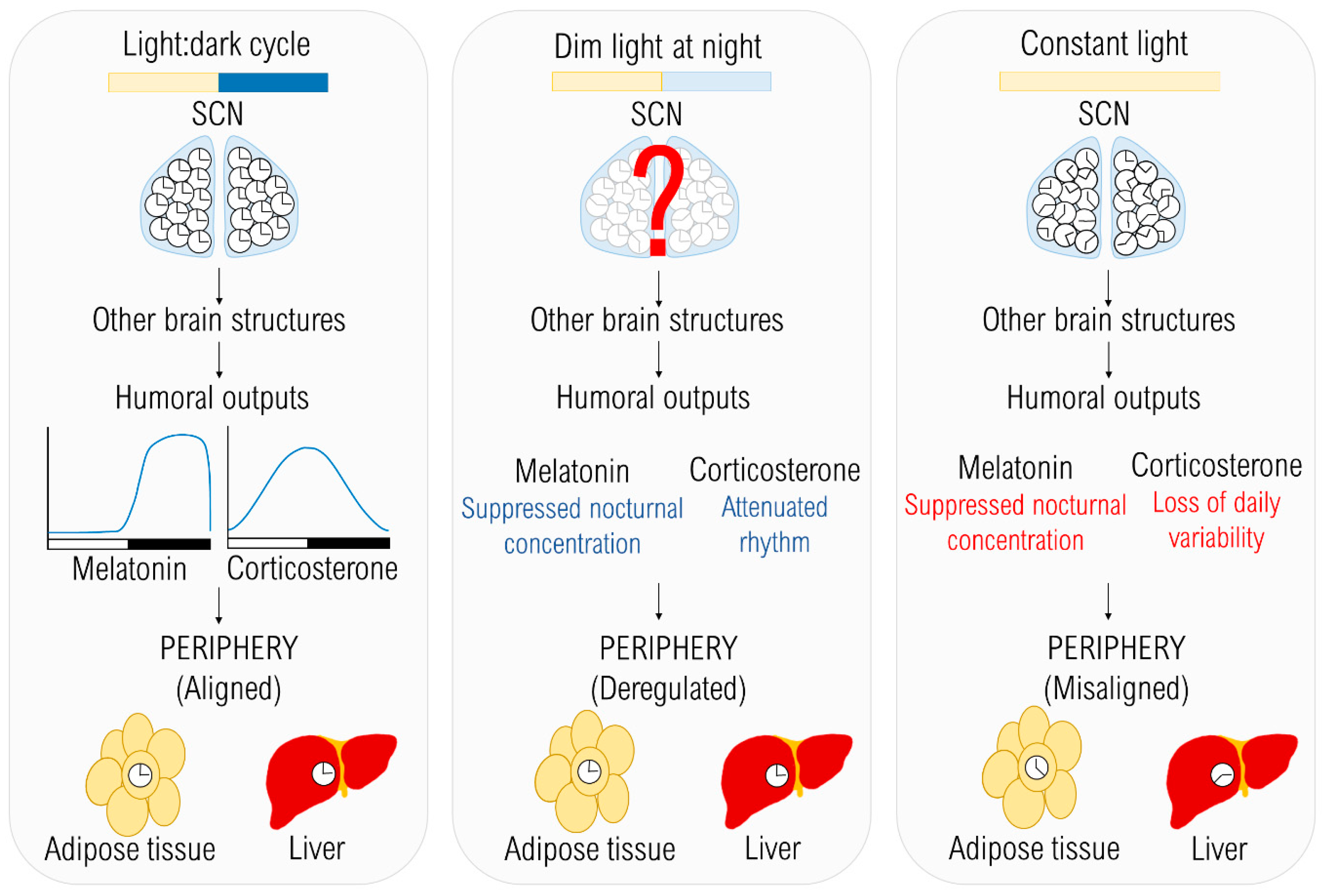 IJMS | Free Full-Text | Differential Effects of Constant Light Dim Light at Night on Circadian Control of Metabolism and Behavior