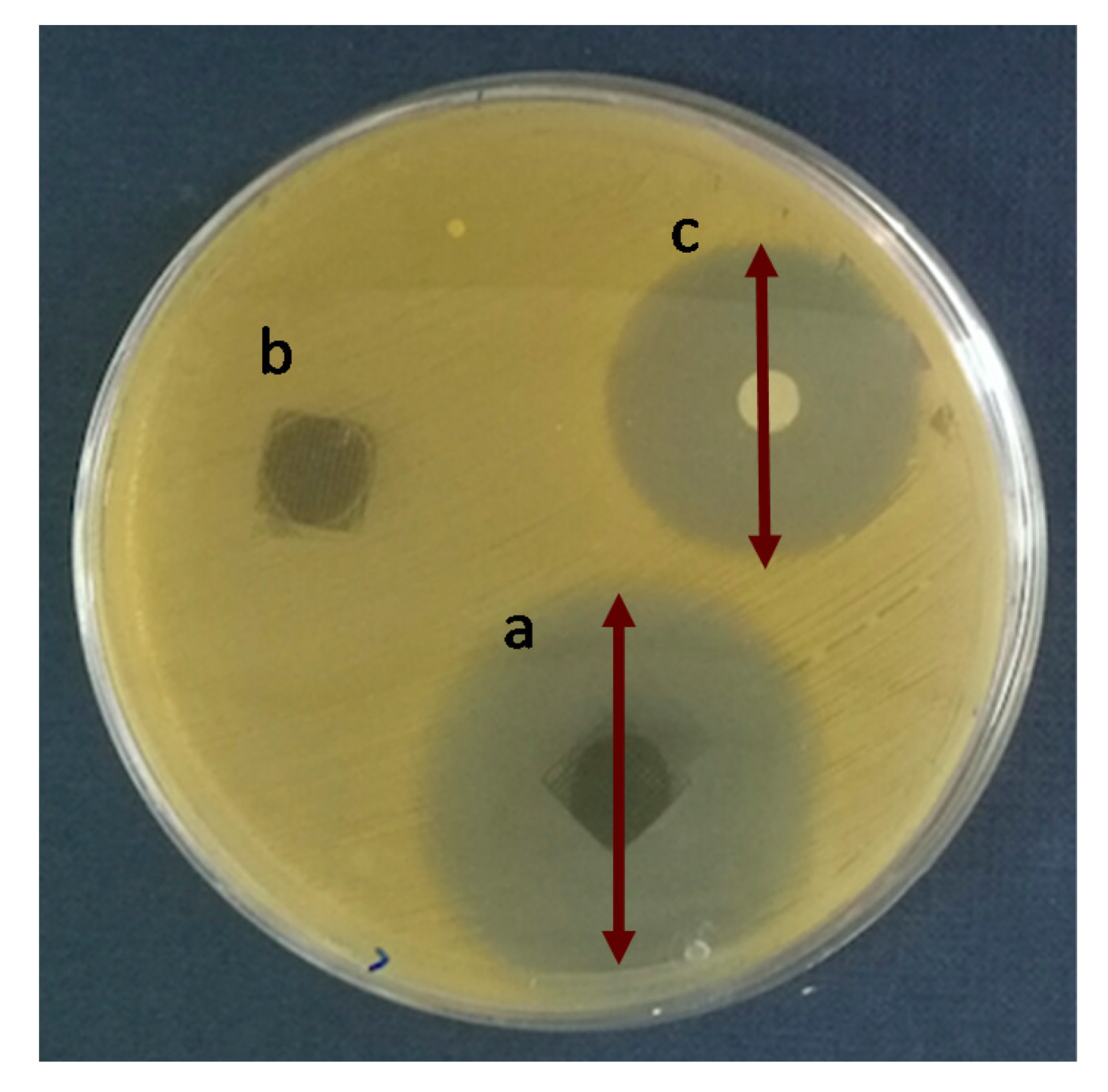 Ijms 21 05480 g007 Ijms 21 05480 g007