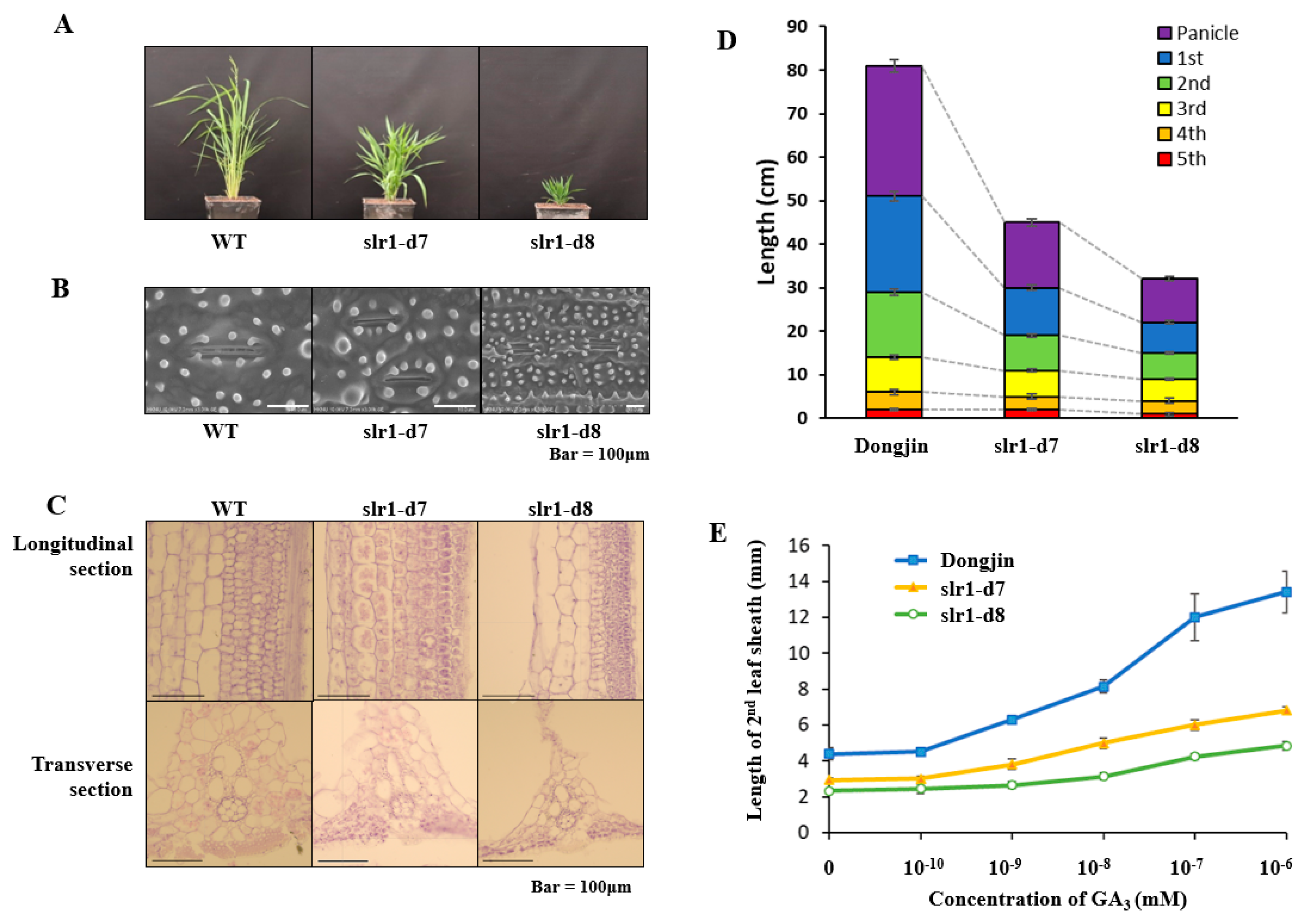 Ijms 21 05492 g002 Ijms 21 05492 g002