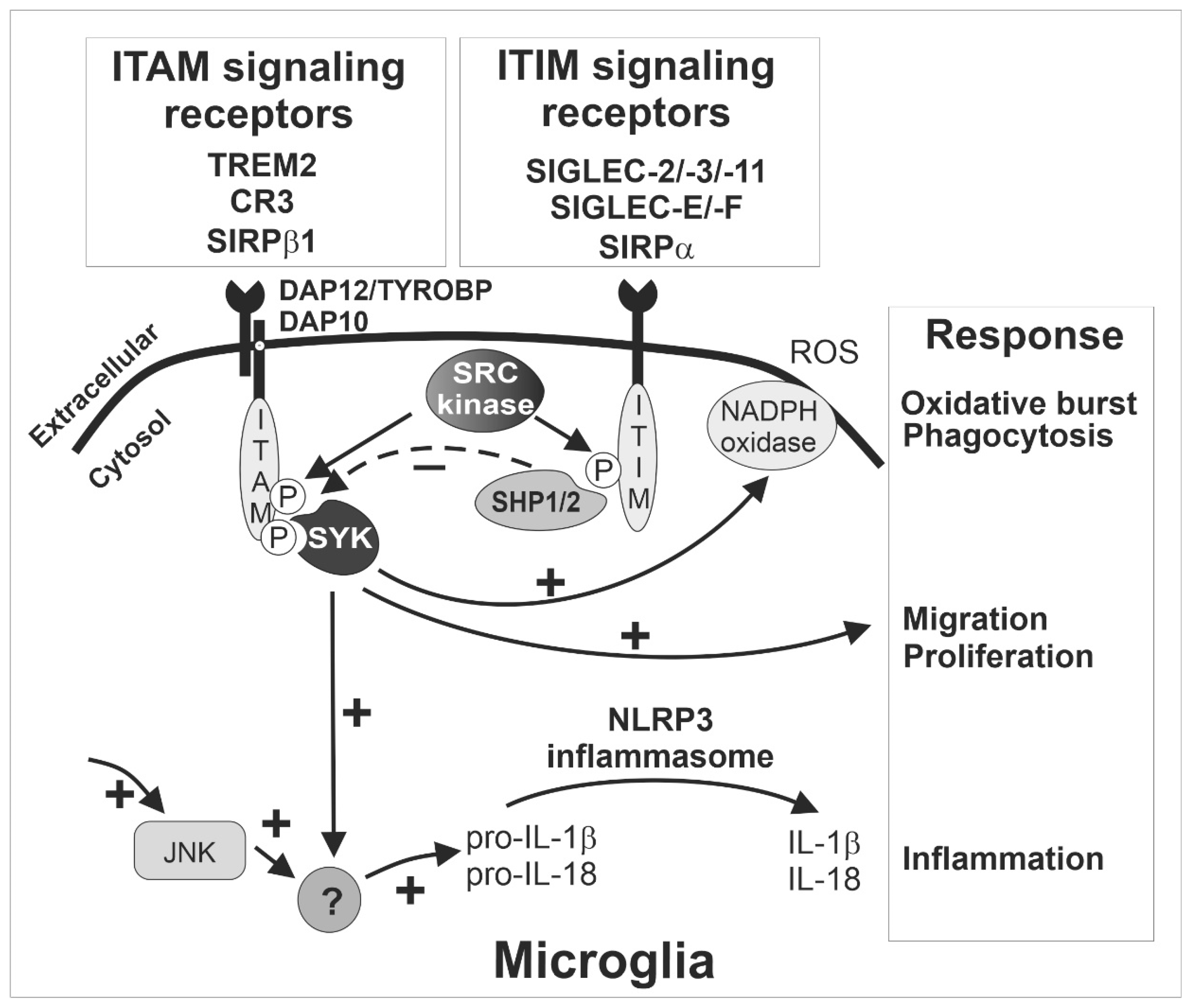 Ijms 21 05494 g001 Ijms 21 05494 g001