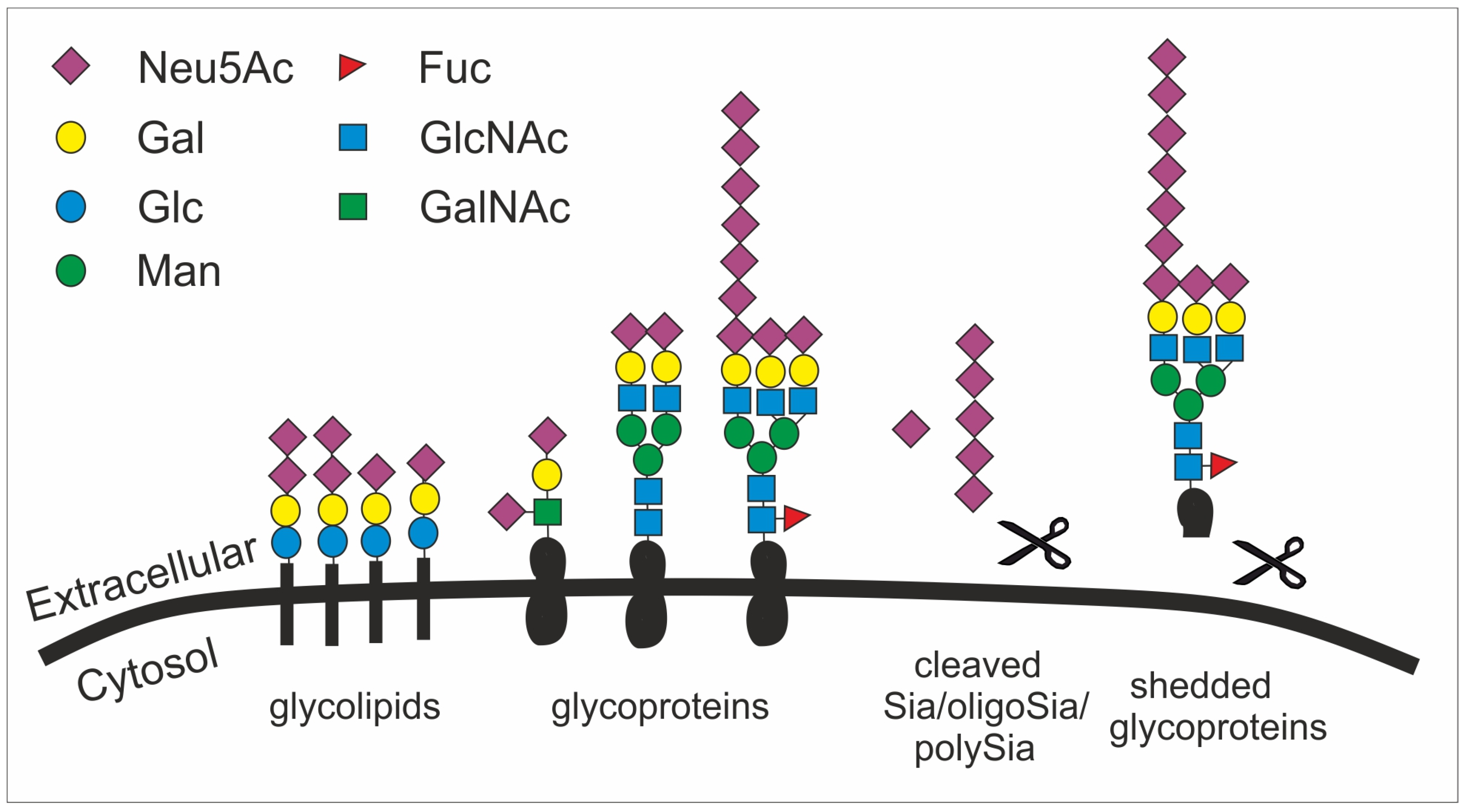 Ijms 21 05494 g002 Ijms 21 05494 g002