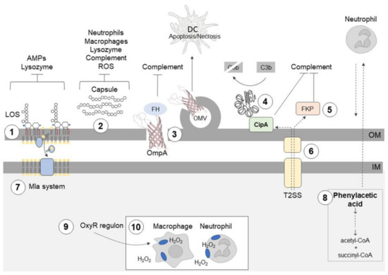 Mechanisms Protecting Acinetobacter baumannii against