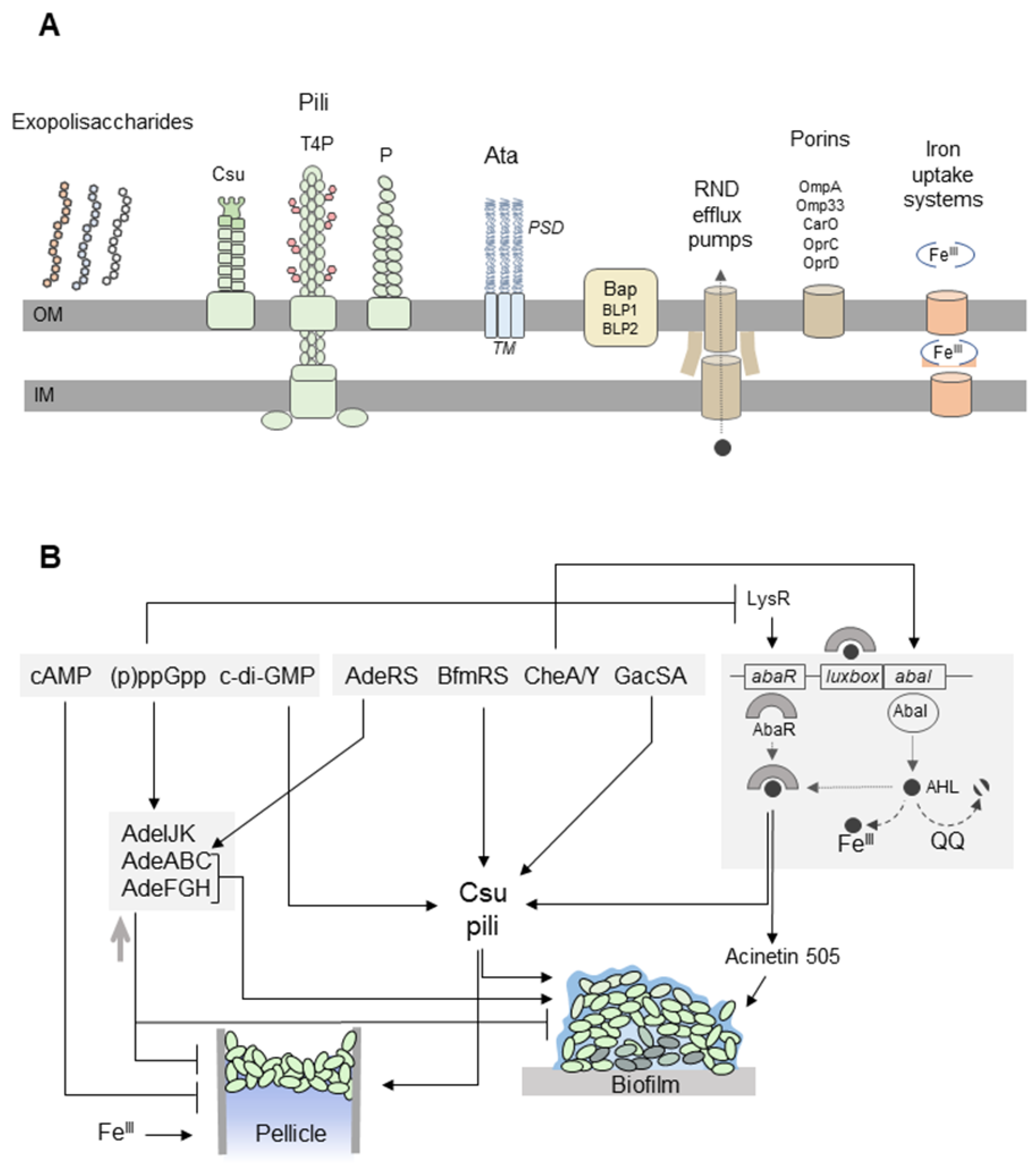 Ijms Free Full Text Mechanisms Protecting Acinetobacter Baumannii Against Multiple Stresses Triggered By The Host Immune Response Antibiotics And Outside Host Environment Html