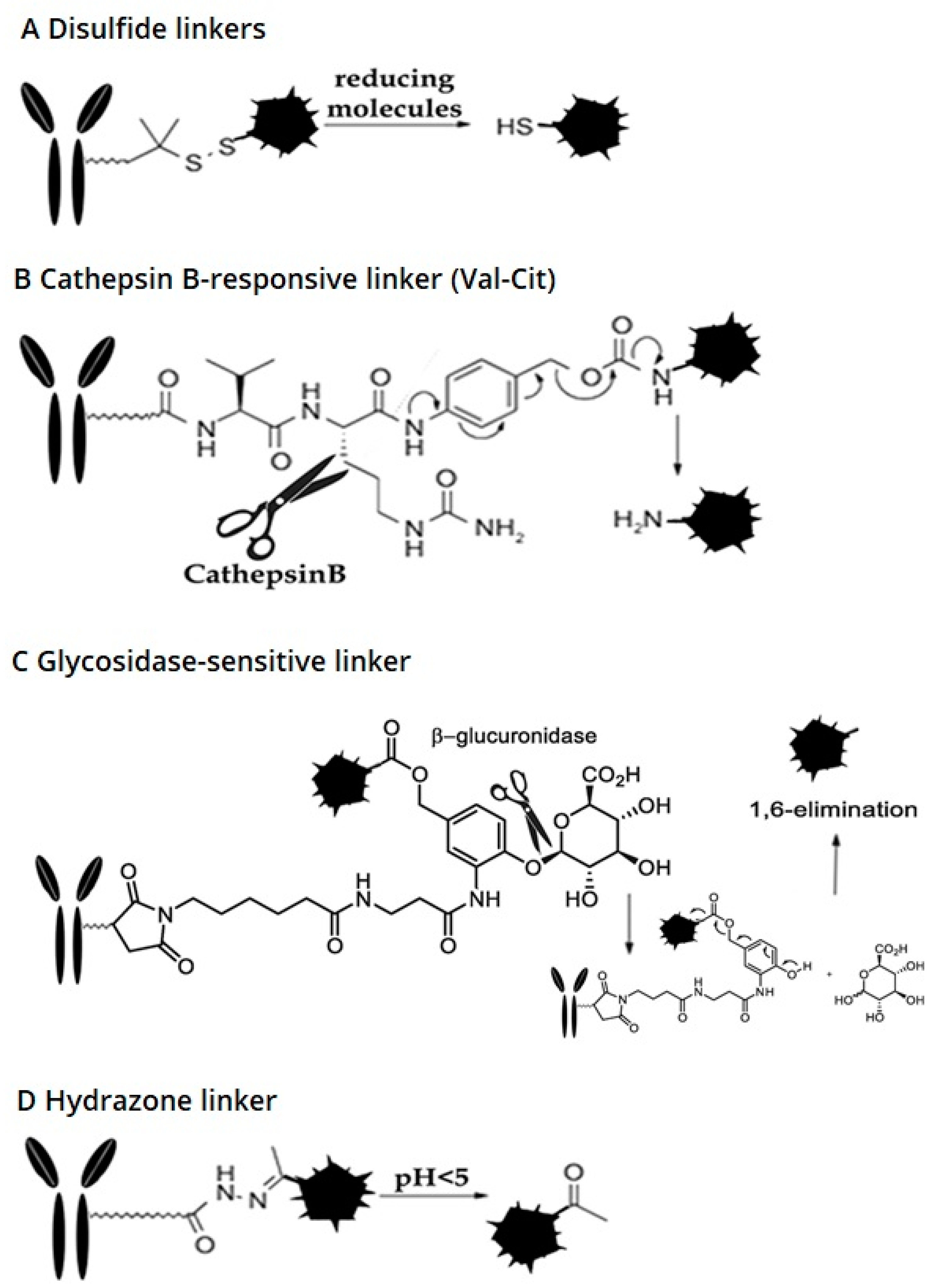 Ijms 21 05510 g003 Ijms 21 05510 g003