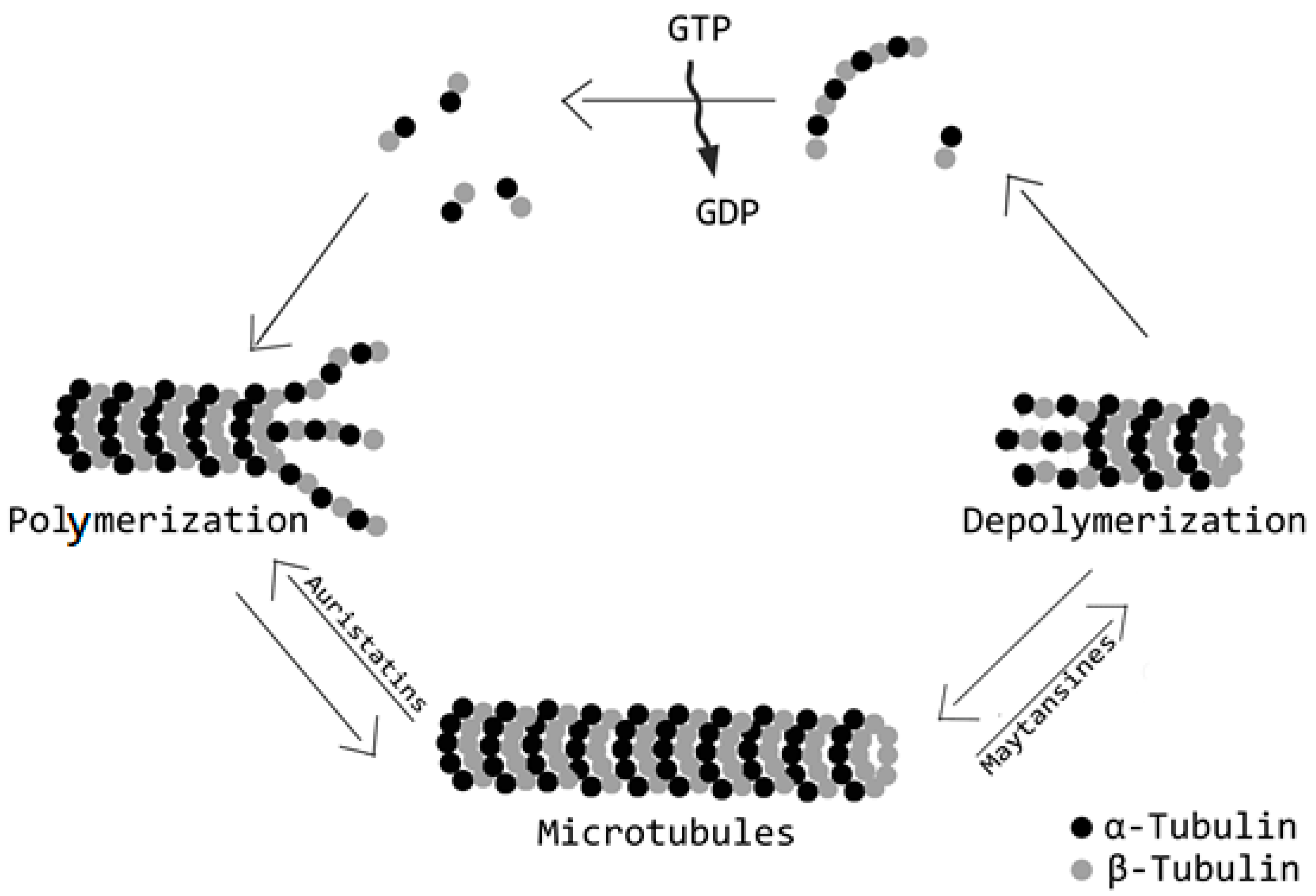 Ijms 21 05510 g005 Ijms 21 05510 g005