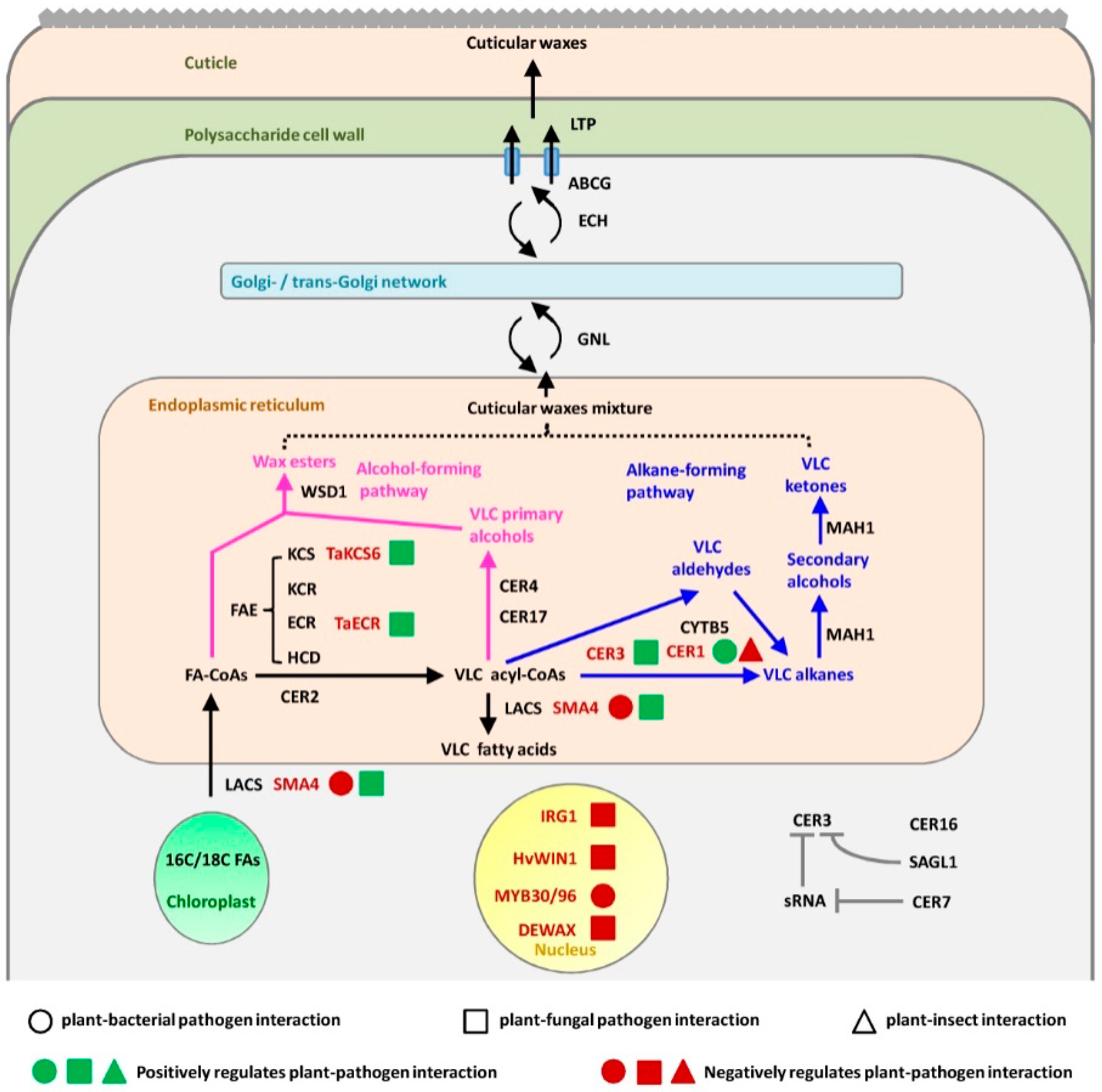Ijms 21 05514 g001 Ijms 21 05514 g001