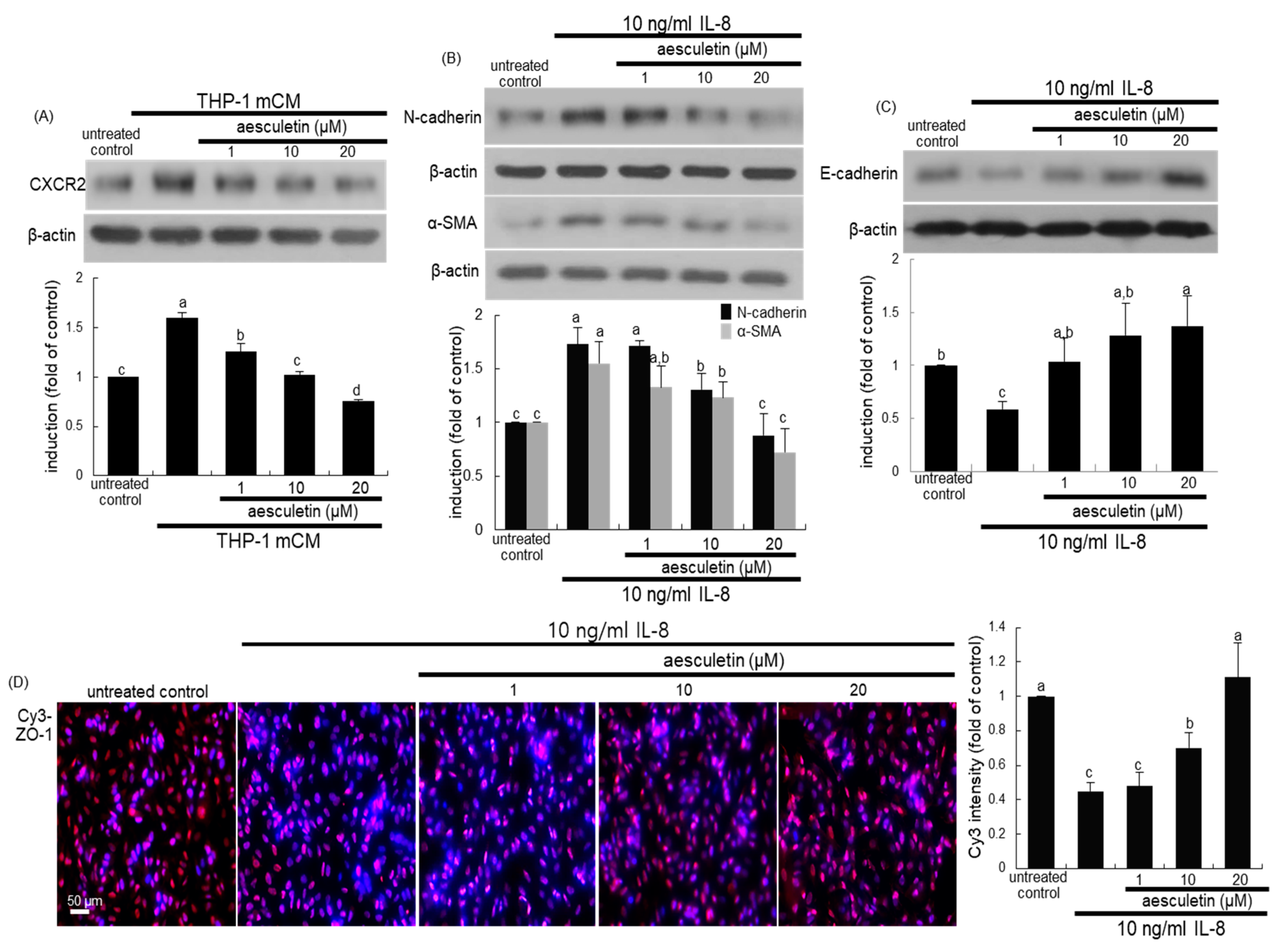 Ijms 21 05518 g005 Ijms 21 05518 g005
