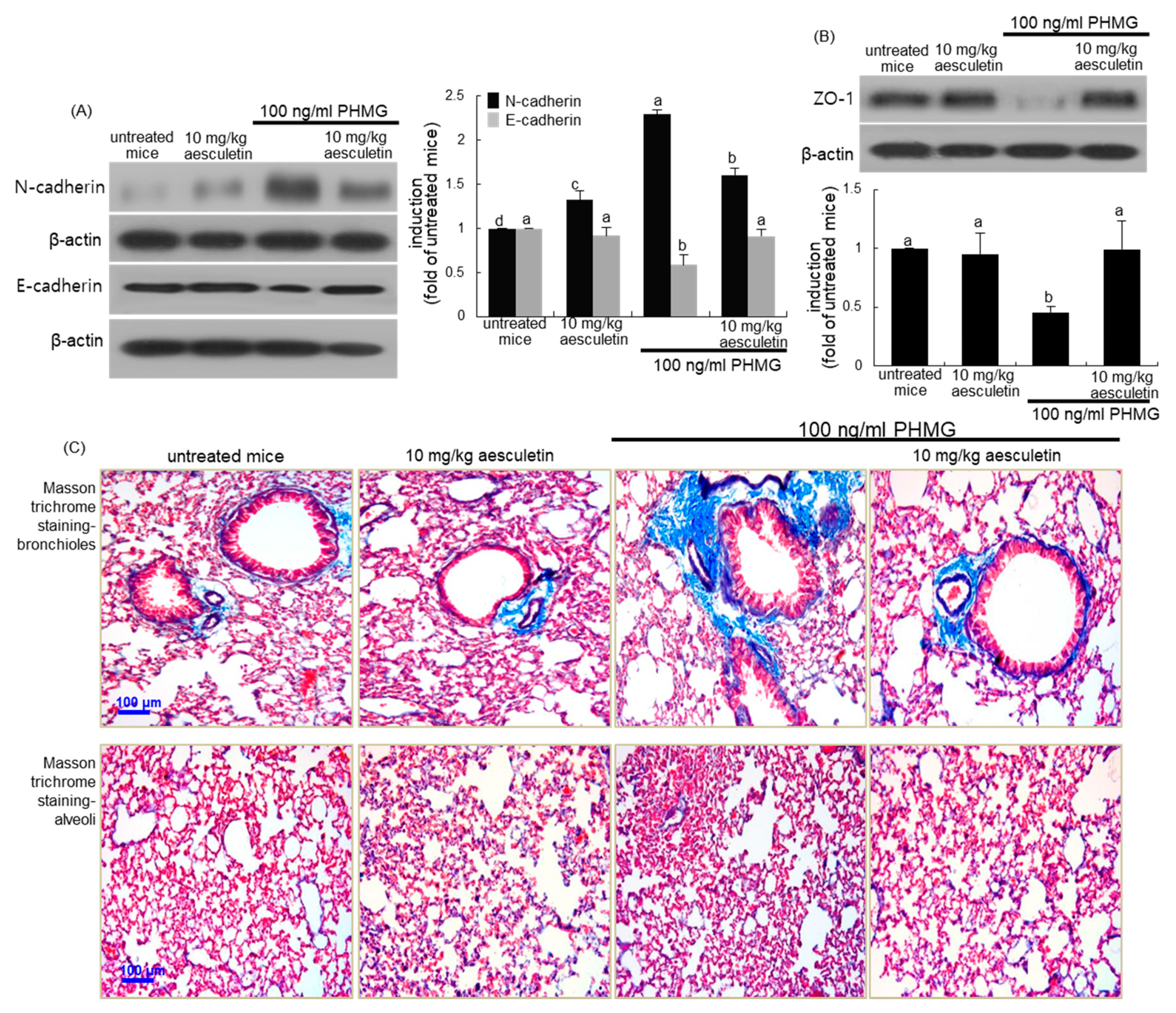 Ijms 21 05518 g008 Ijms 21 05518 g008