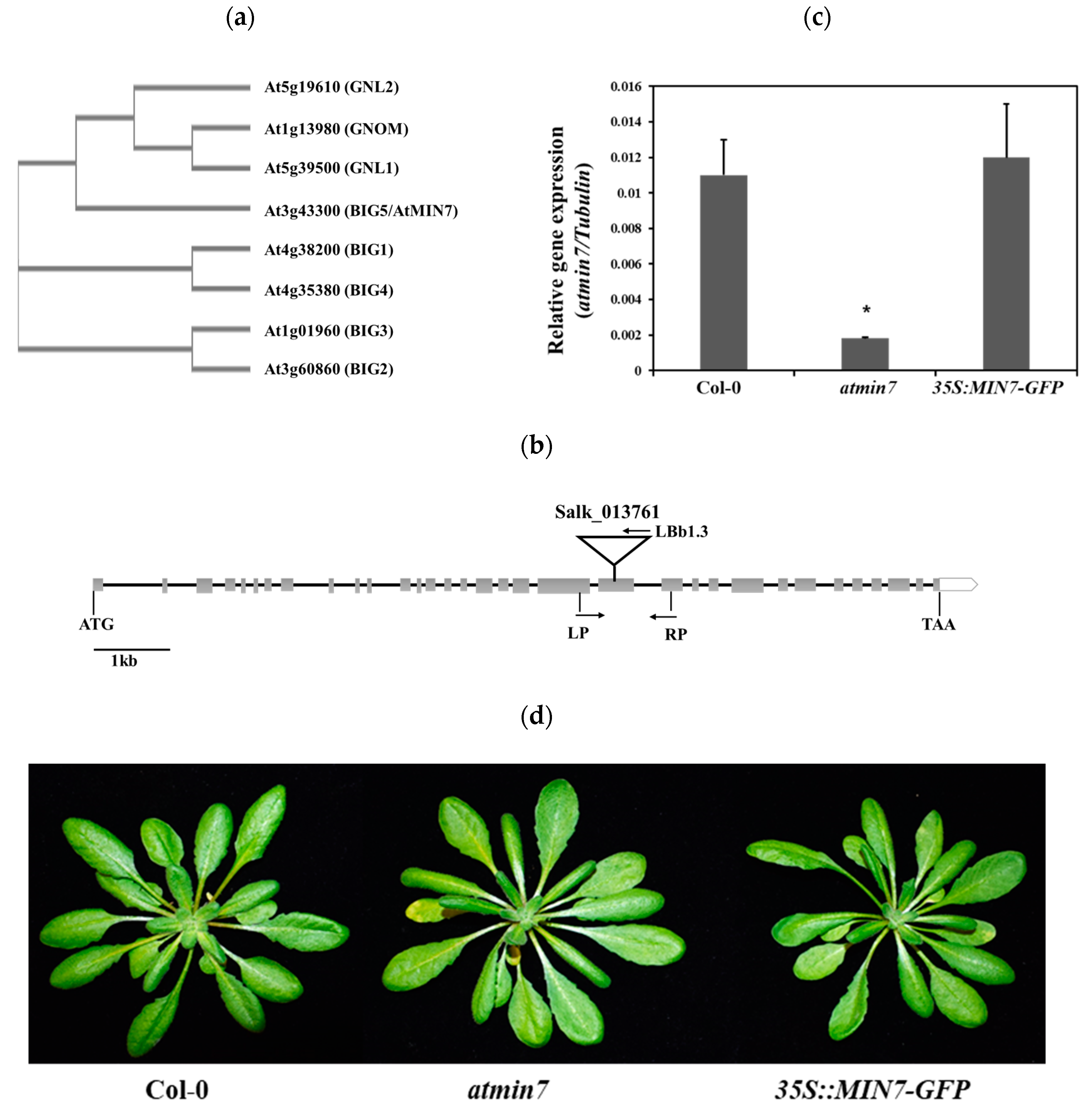 Ijms 21 05547 g001 Ijms 21 05547 g001