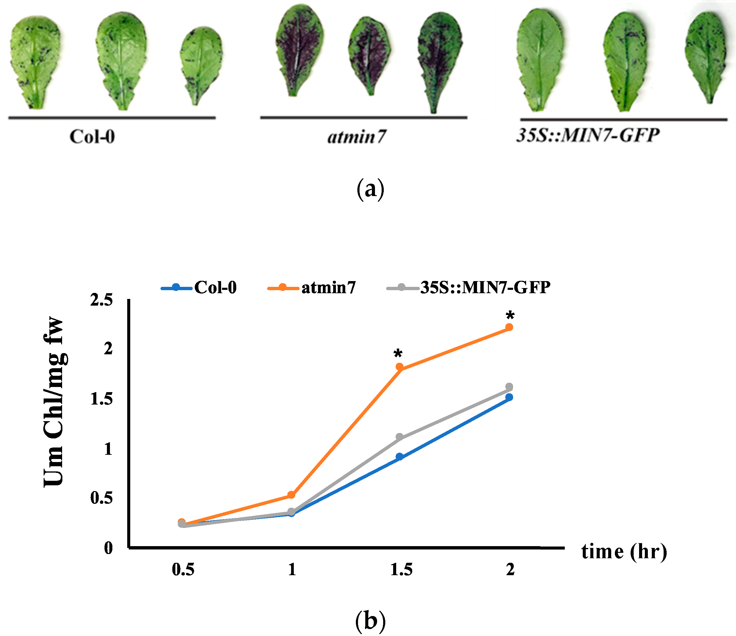 Ijms 21 05547 g002 Ijms 21 05547 g002