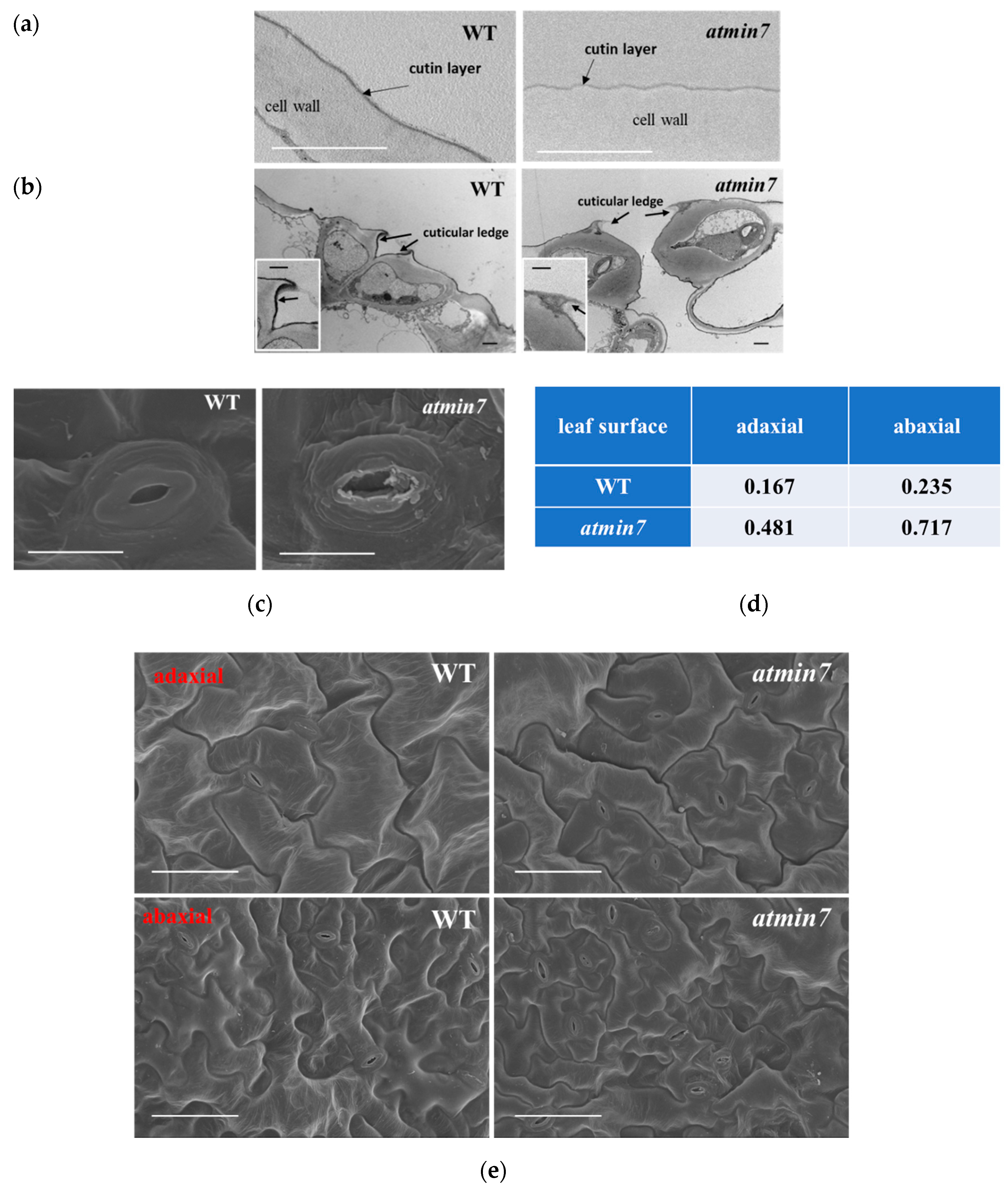 Ijms 21 05547 g003 Ijms 21 05547 g003