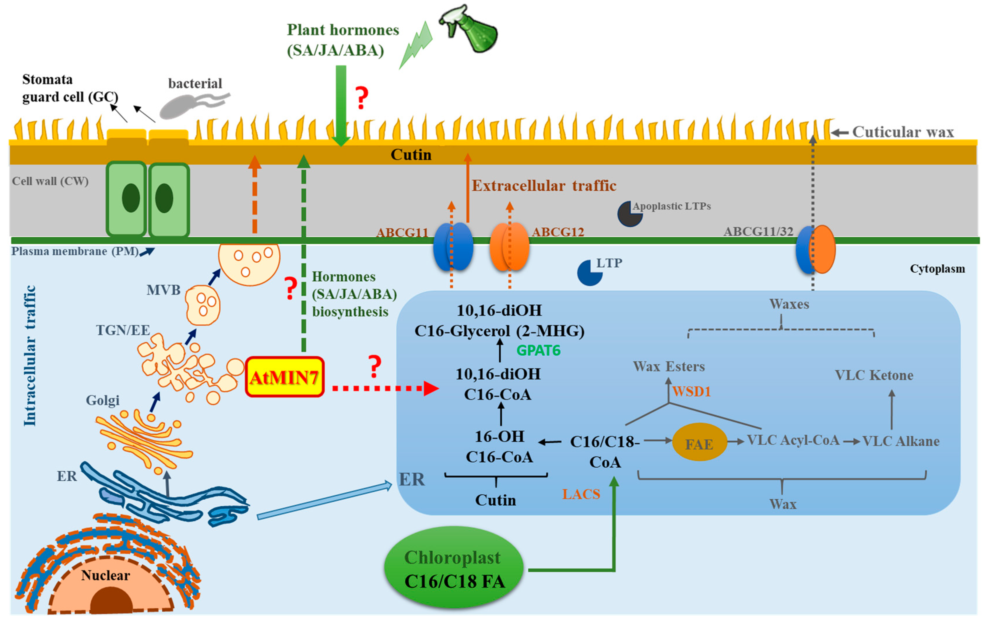 Ijms 21 05547 g008 Ijms 21 05547 g008
