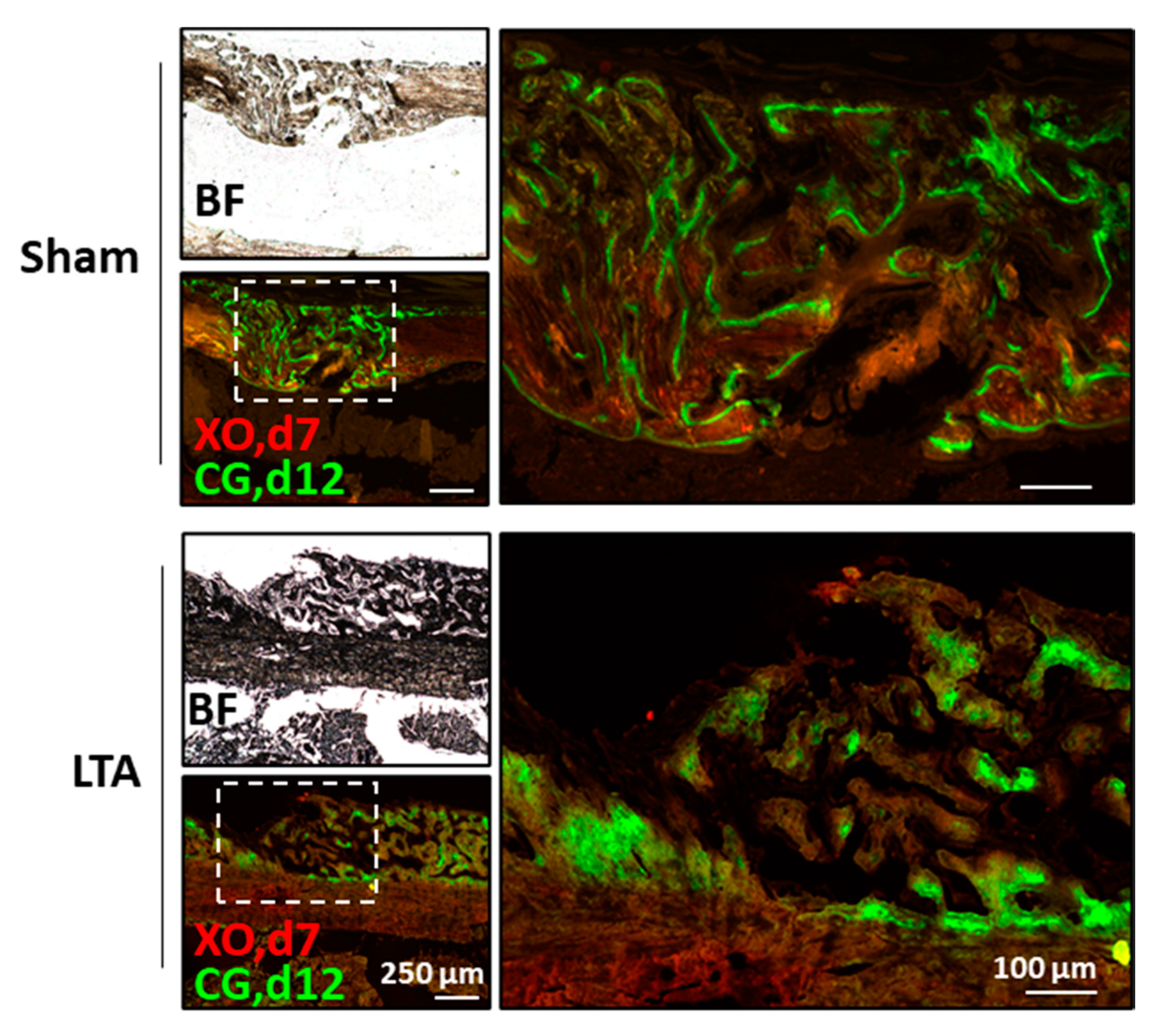 Ijms 21 05550 g005 Ijms 21 05550 g005