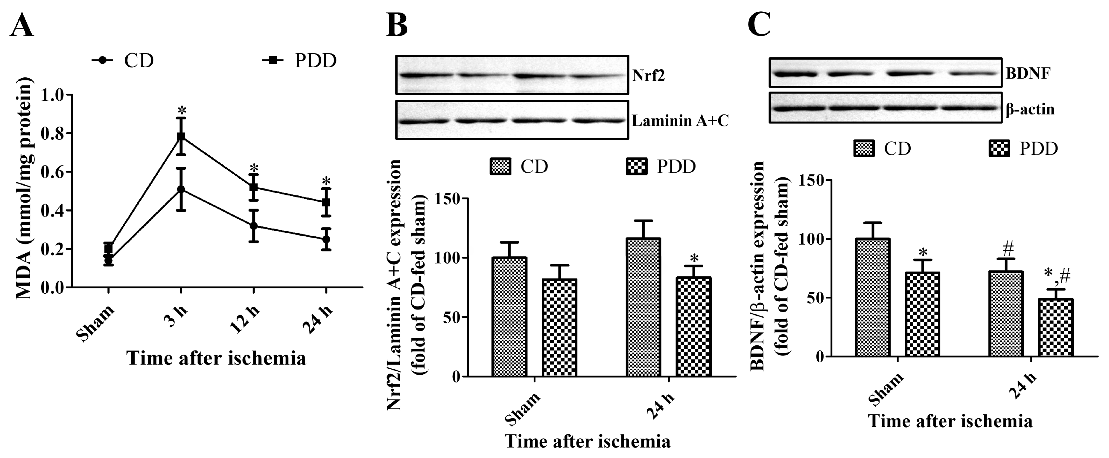 Ijms 21 05551 g005 Ijms 21 05551 g005