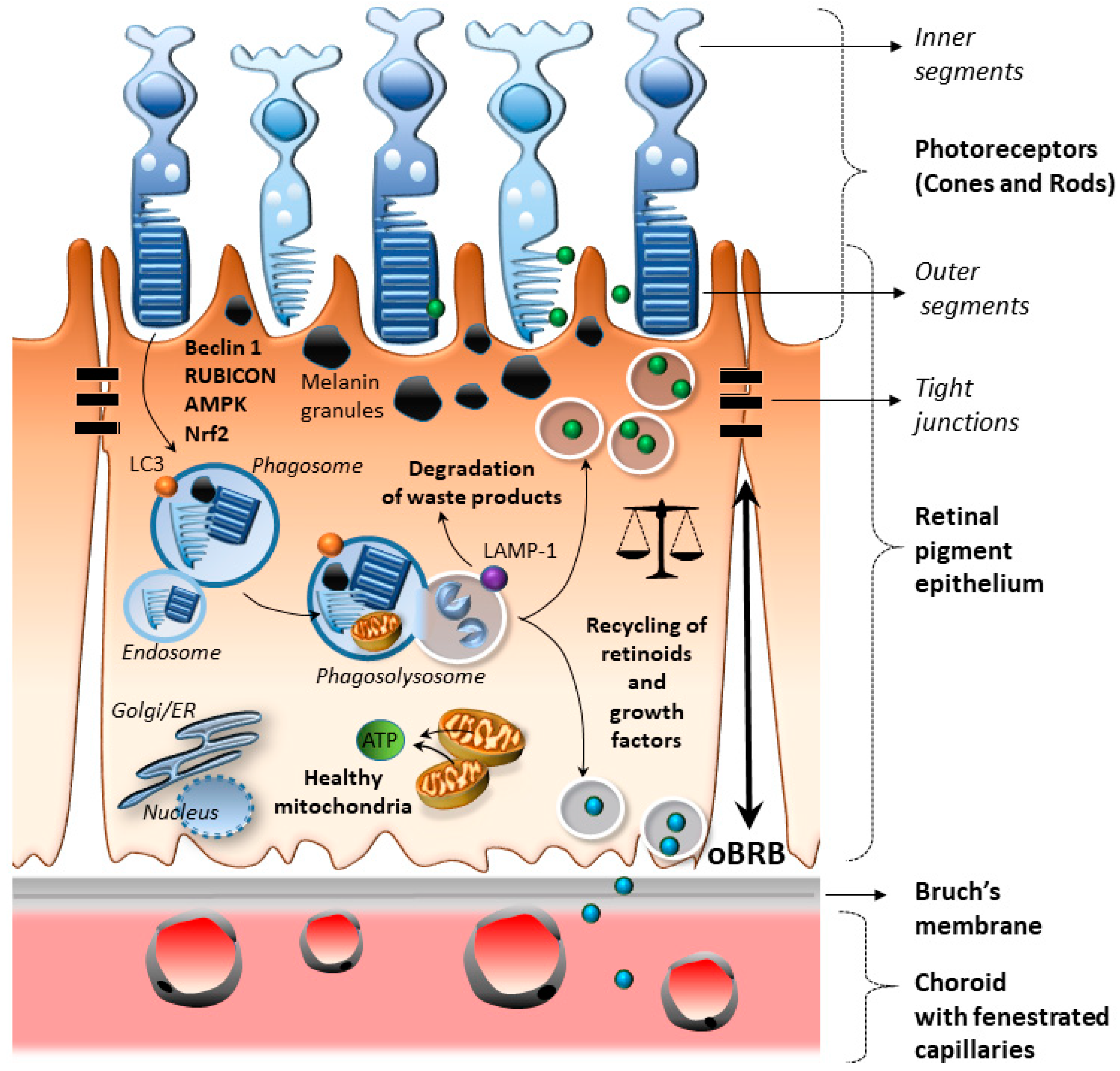 Ijms 21 05563 g002 Ijms 21 05563 g002