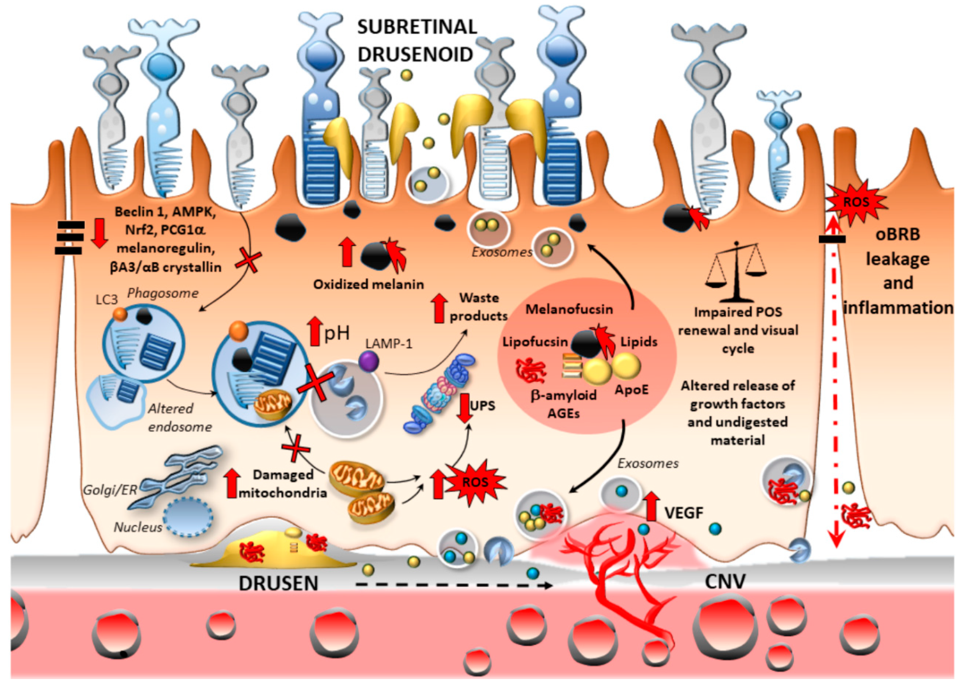 Ijms 21 05563 g003 Ijms 21 05563 g003