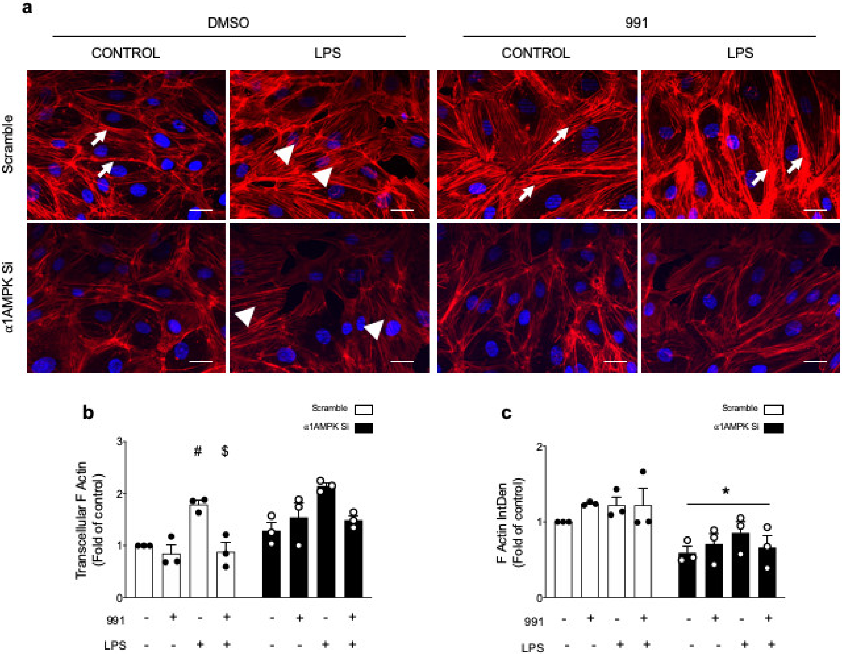 Ijms 21 05581 g004 Ijms 21 05581 g004