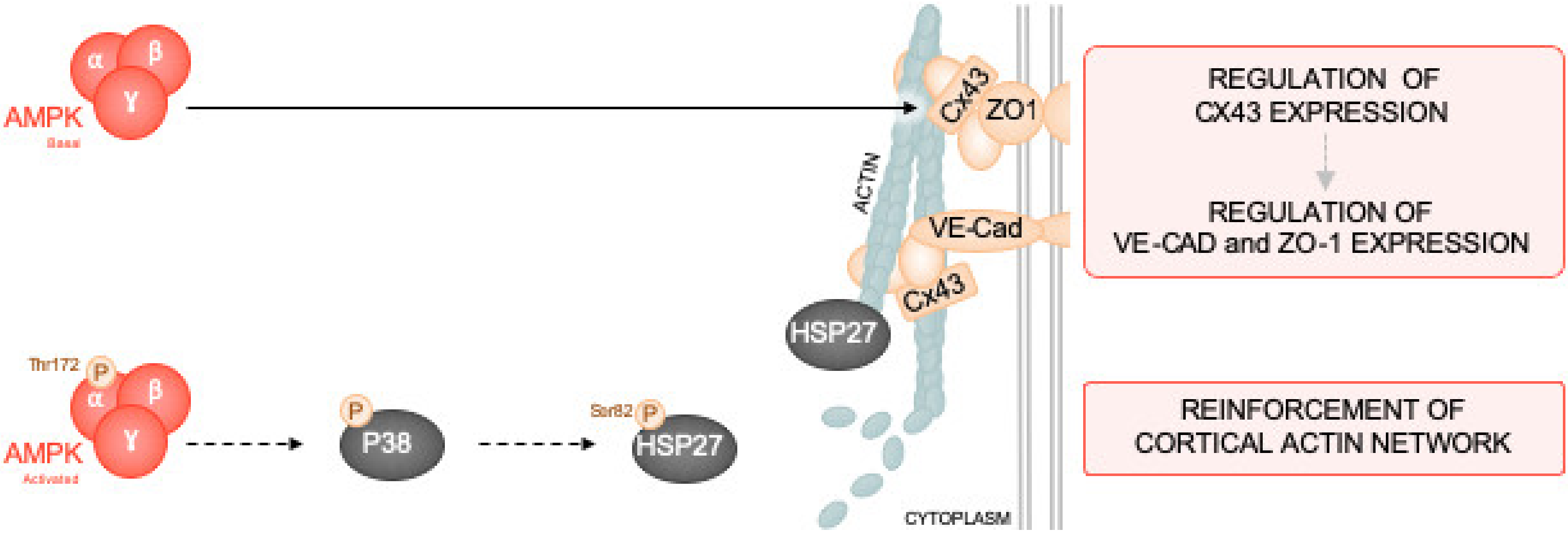 Ijms 21 05581 g008 Ijms 21 05581 g008