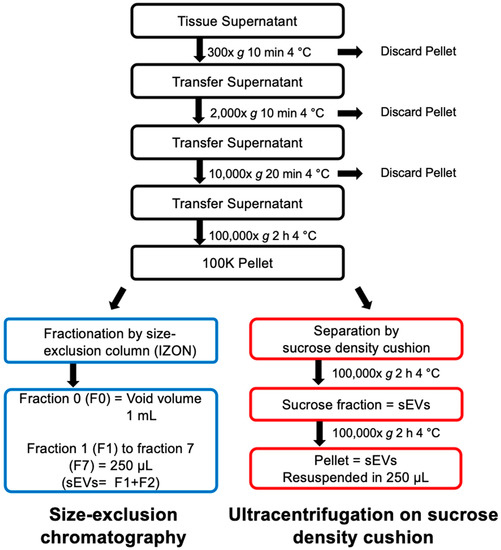 IJMS Free FullText Optimized Protocol for Isolation of Small