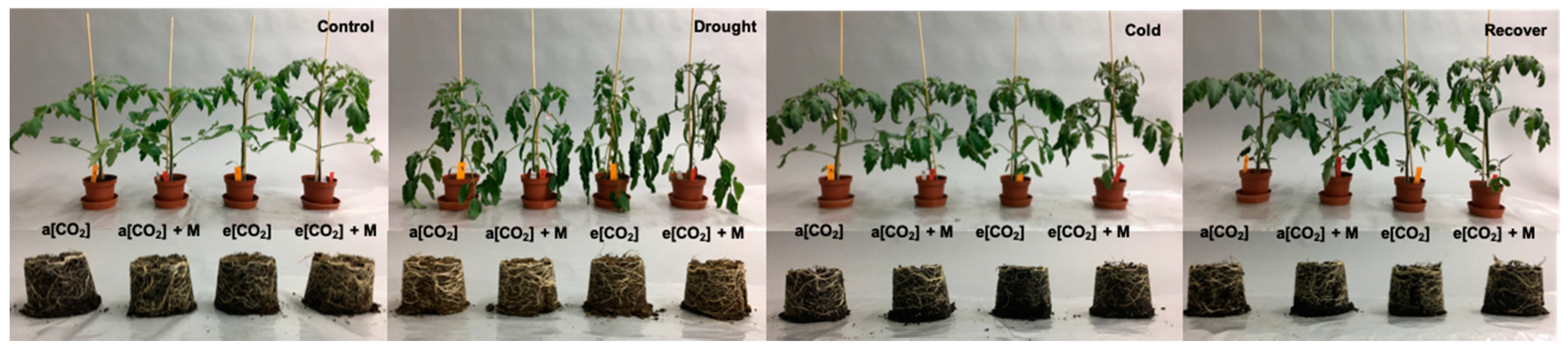 Ijms 21 05587 g006 Ijms 21 05587 g006