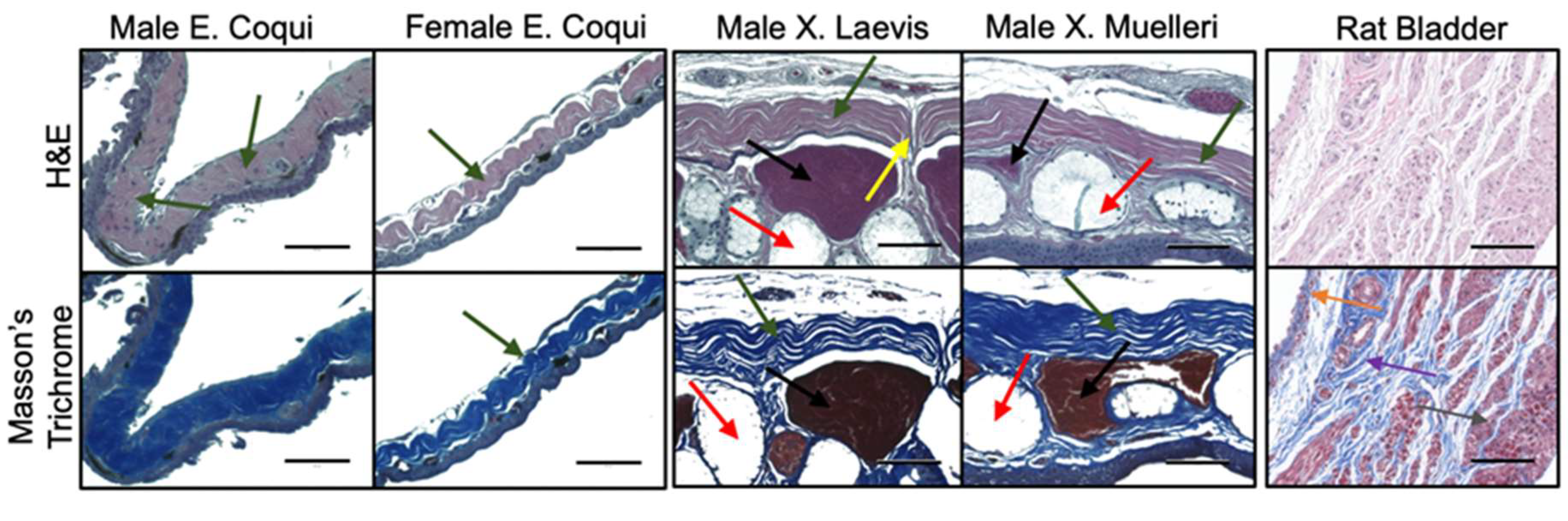 Ijms 21 05593 g003 Ijms 21 05593 g003