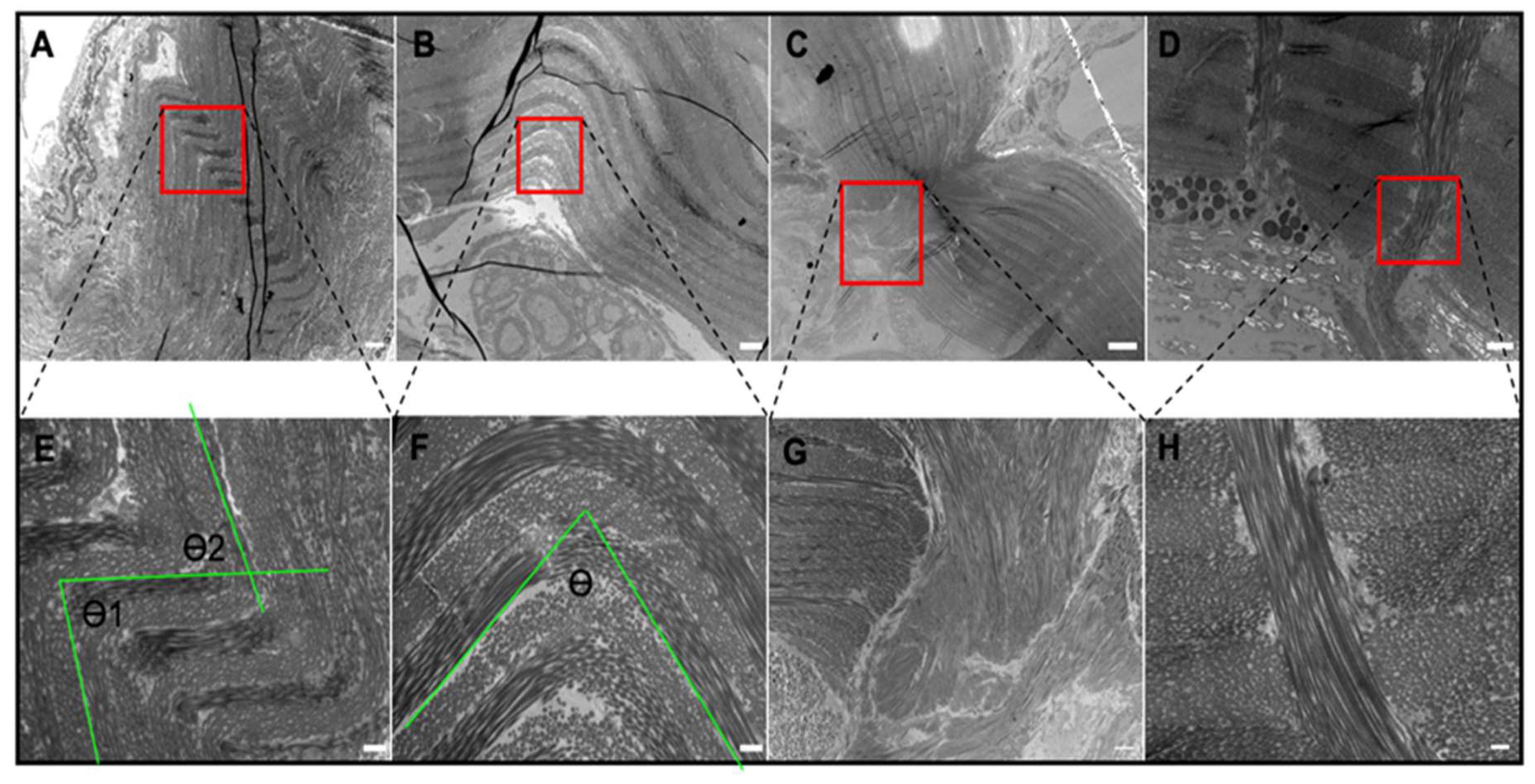 Ijms 21 05593 g005 Ijms 21 05593 g005