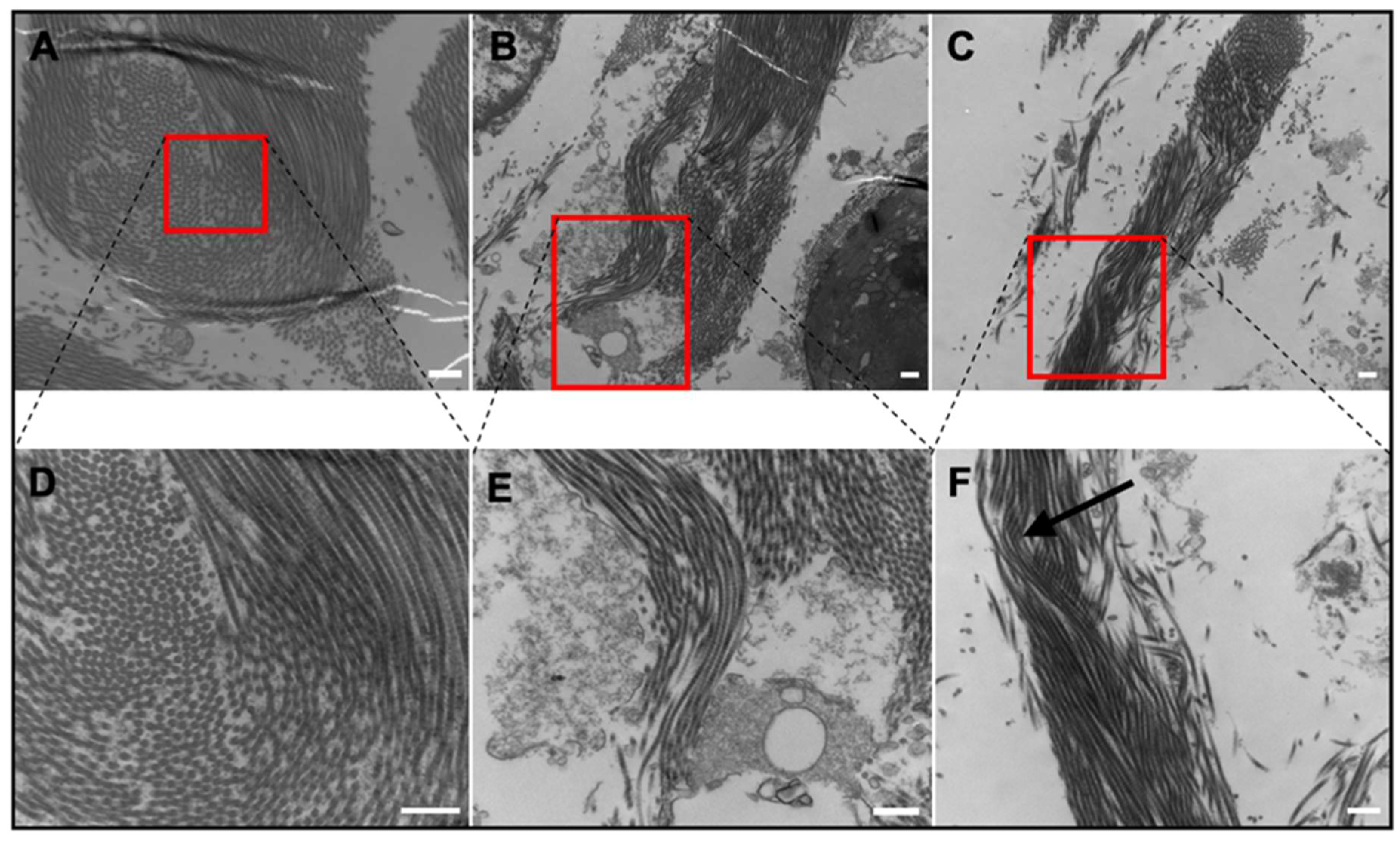 Ijms 21 05593 g006 Ijms 21 05593 g006