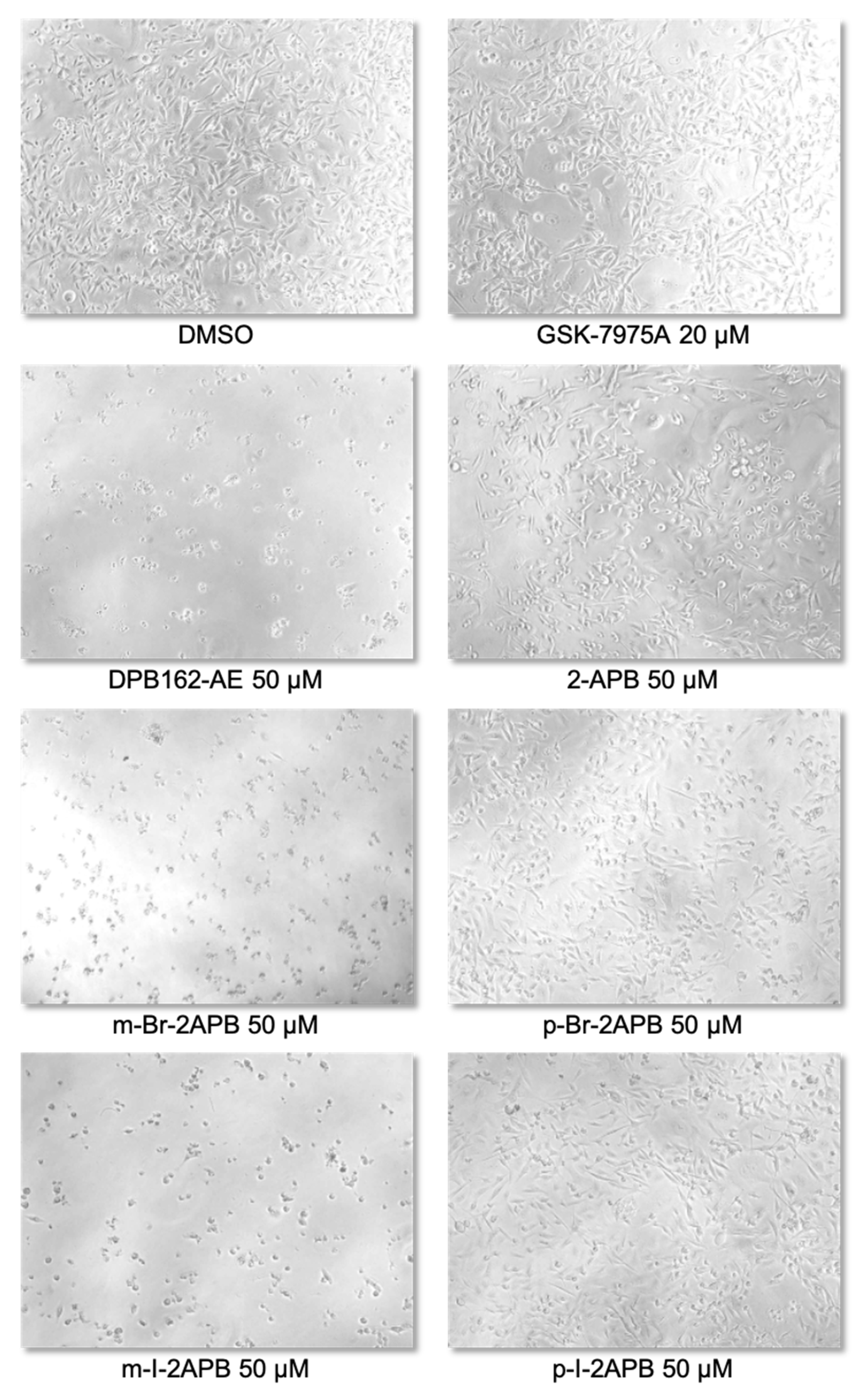 Ijms Free Full Text Synthesis And Pharmacological Characterization Of 2 Aminoethyl Diphenylborinate 2 Apb Derivatives For Inhibition Of Store Operated Calcium Entry Soce In Mda Mb 231 Breast Cancer Cells Html