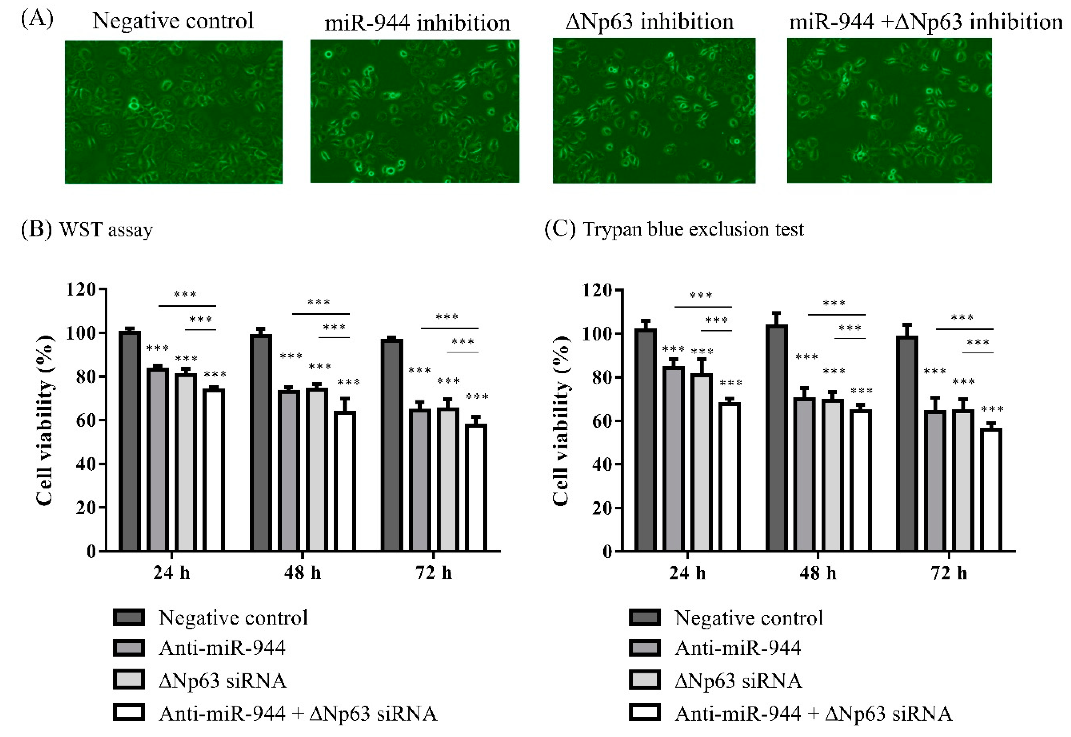 Ijms 21 05612 g003 Ijms 21 05612 g003
